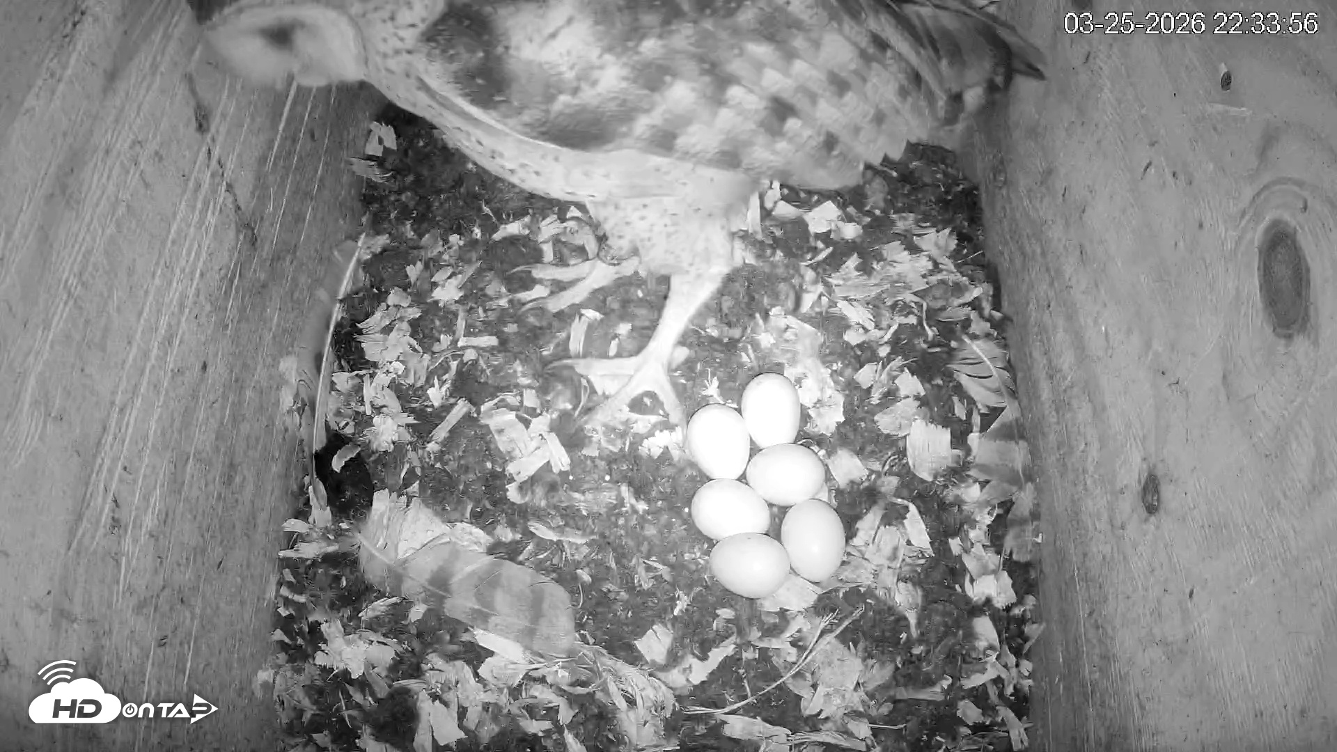 Snapshot of North Carolina Barn Owls Live Cam taken Mar 25, 2026, 10:35pm EDT