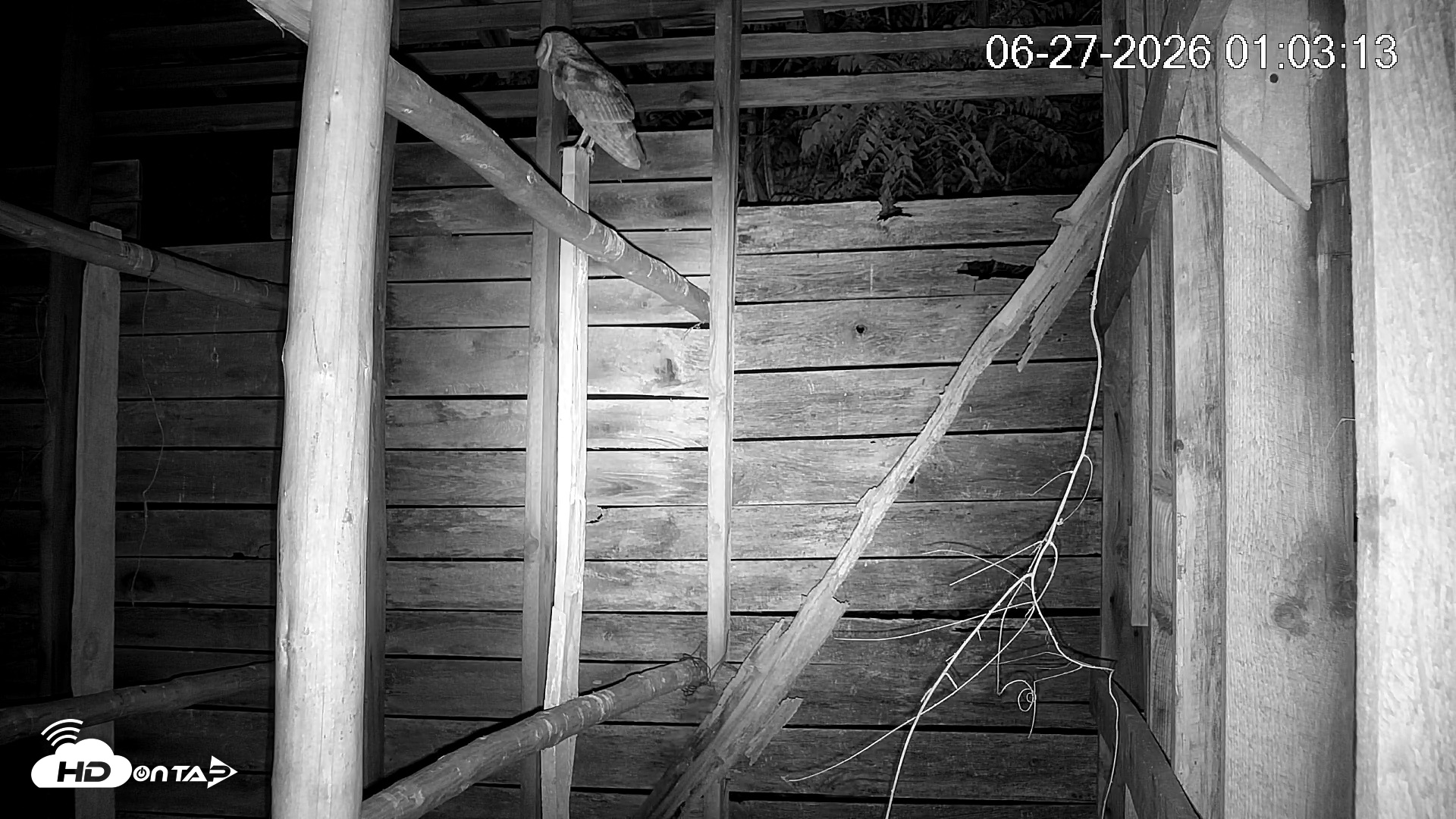 Snapshot of North Carolina Barn Owls Live Cam taken Jun 27, 2026, 1:03am EDT