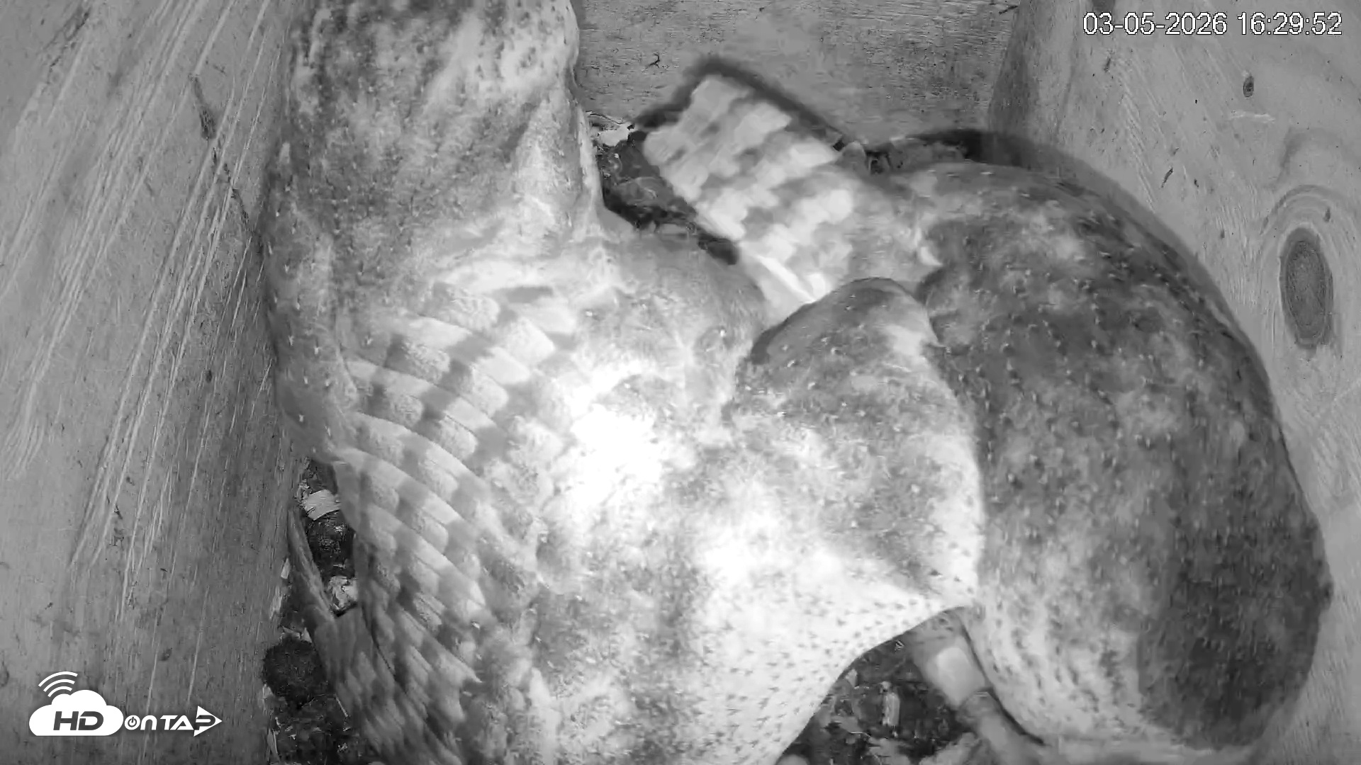 Snapshot of North Carolina Barn Owls Live Cam taken Mar 5, 2026, 4:30pm EST