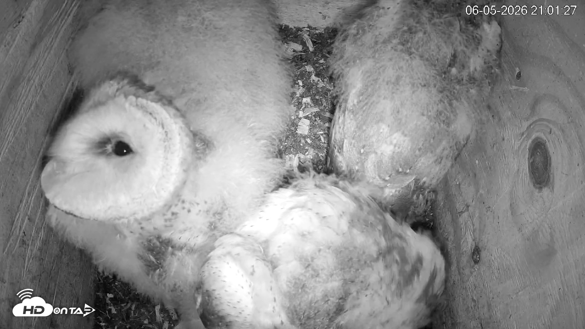 Snapshot of North Carolina Barn Owls Live Cam taken Jun 5, 2026, 9:02pm EDT