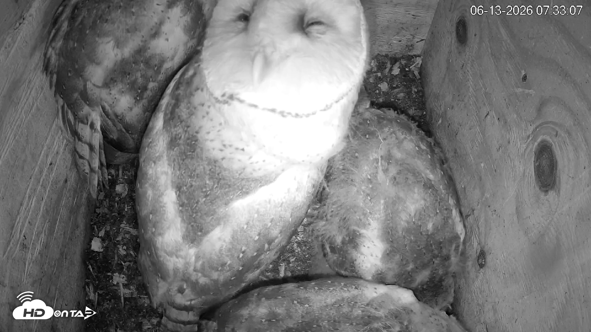Snapshot of North Carolina Barn Owls Live Cam taken Jun 13, 2026, 7:34am EDT