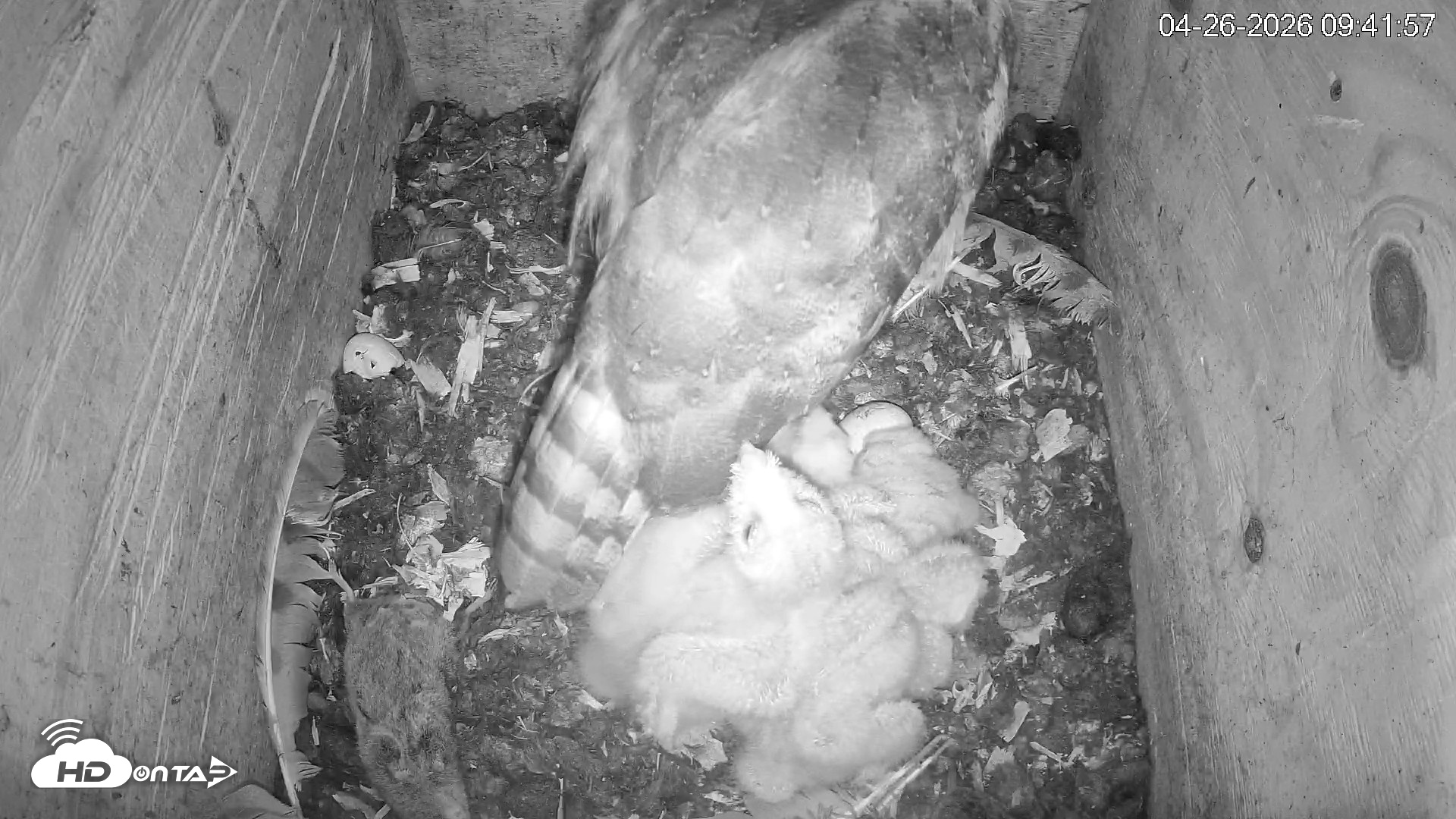 Snapshot of North Carolina Barn Owls Live Cam taken Apr 26, 2026, 9:42am EDT