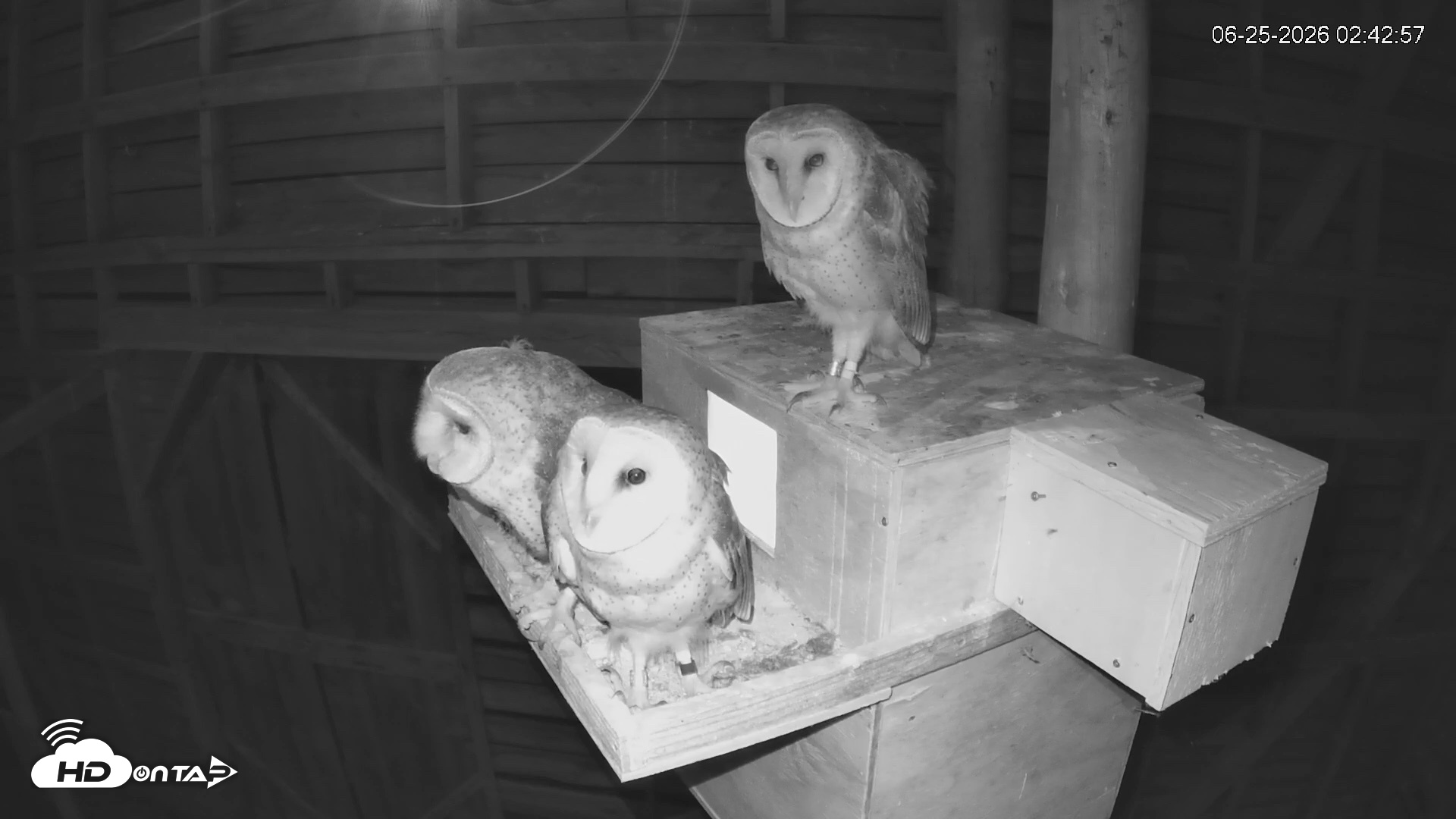Snapshot of North Carolina Barn Owls Live Cam taken Jun 25, 2026, 2:43am EDT
