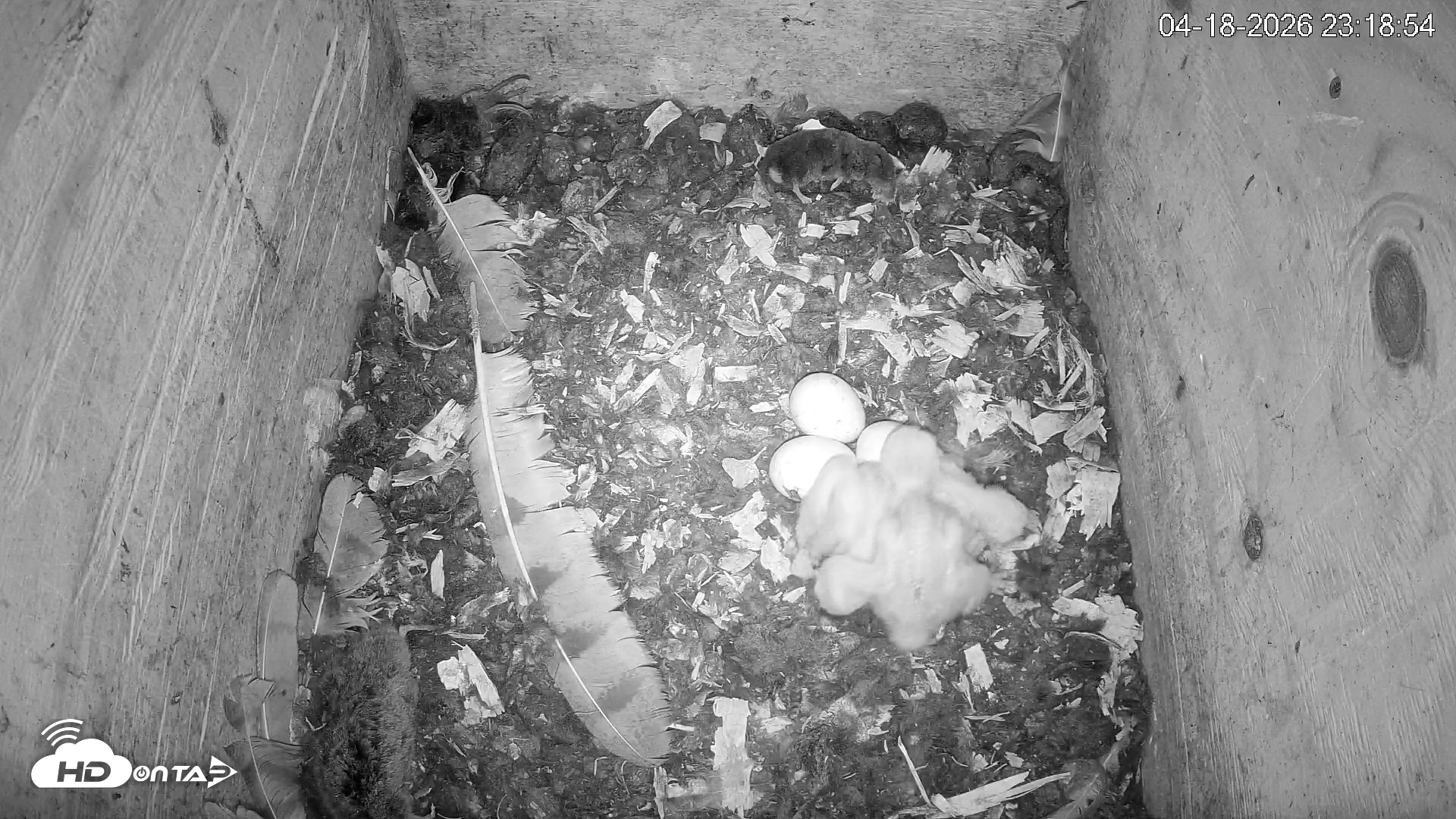 Snapshot of North Carolina Barn Owls Live Cam taken Apr 18, 2026, 11:19pm EDT
