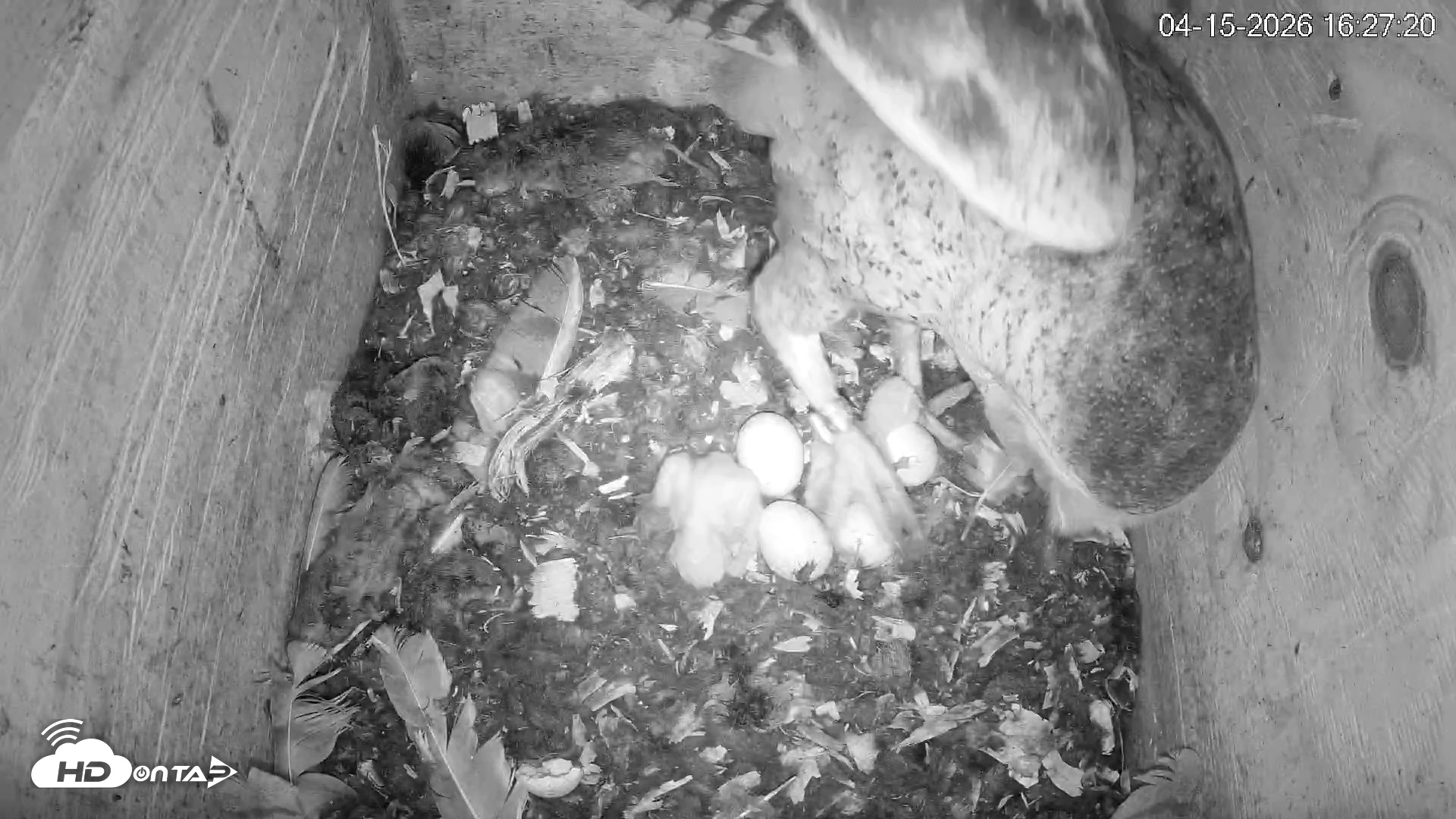 Snapshot of North Carolina Barn Owls Live Cam taken Apr 15, 2026, 4:28pm EDT