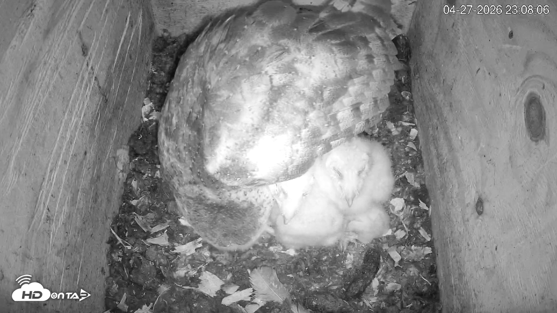 Snapshot of North Carolina Barn Owls Live Cam taken Apr 27, 2026, 11:08pm EDT