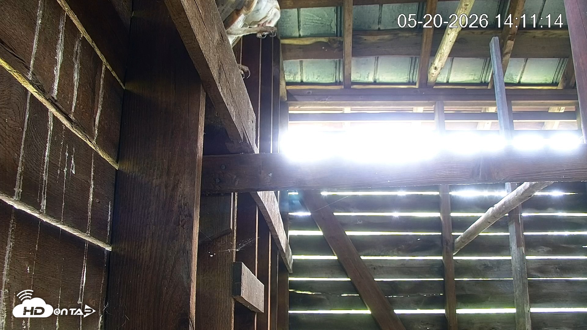 Snapshot of North Carolina Barn Owls Live Cam taken May 20, 2026, 2:11pm EDT