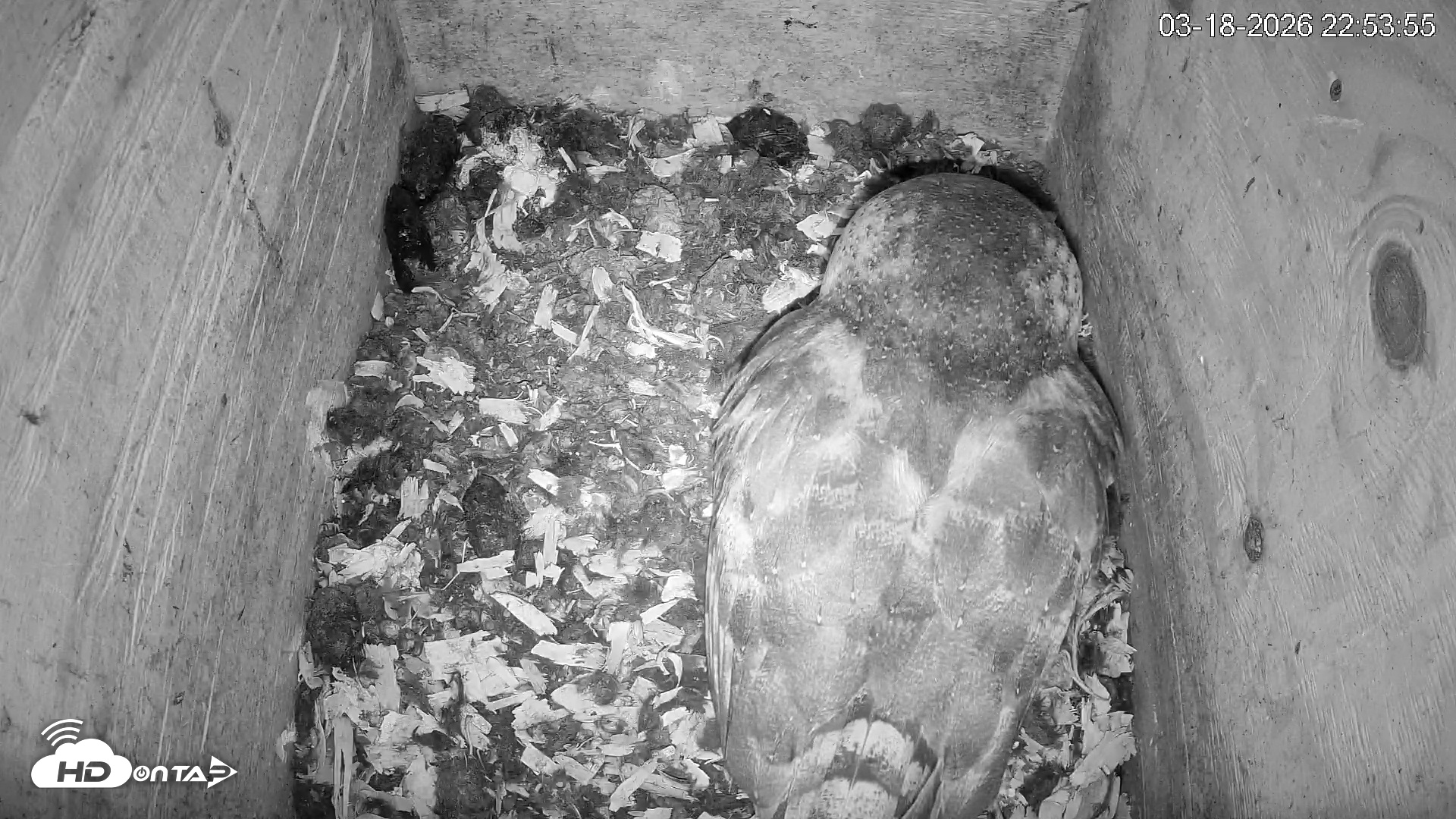 Snapshot of North Carolina Barn Owls Live Cam taken Mar 18, 2026, 10:54pm EDT
