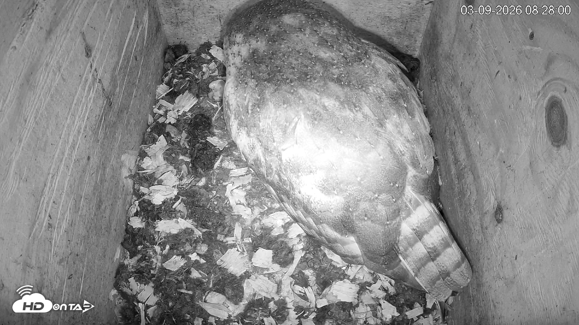 Snapshot of North Carolina Barn Owls Live Cam taken Mar 9, 2026, 8:28am EDT