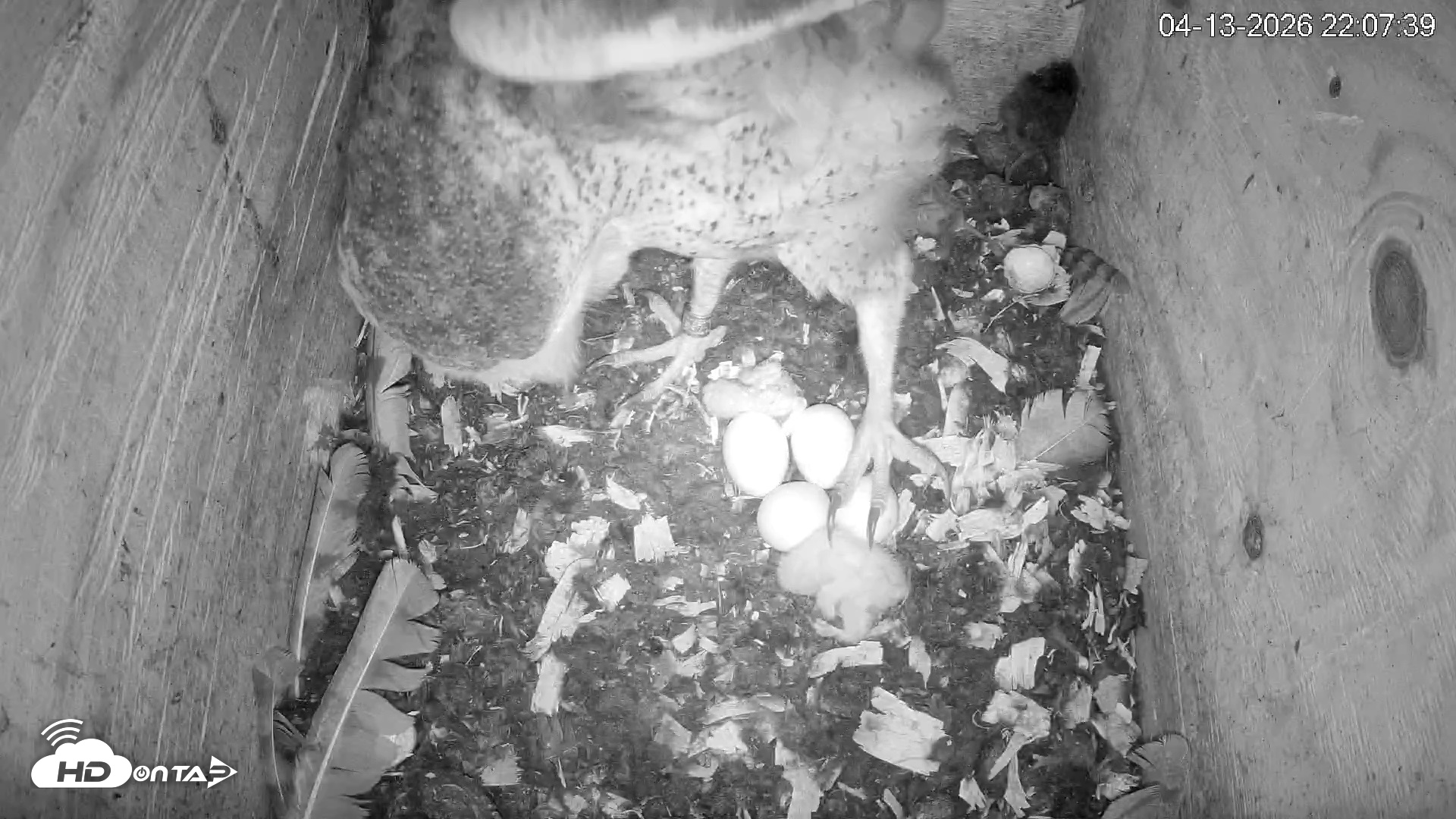 Snapshot of North Carolina Barn Owls Live Cam taken Apr 13, 2026, 10:08pm EDT