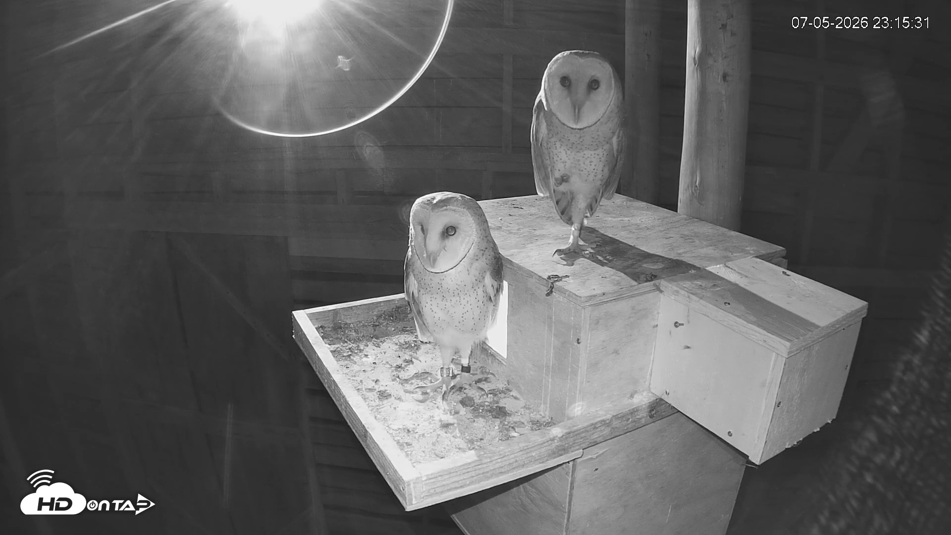 Snapshot of North Carolina Barn Owls Live Cam taken Jul 5, 2026, 11:16pm EDT