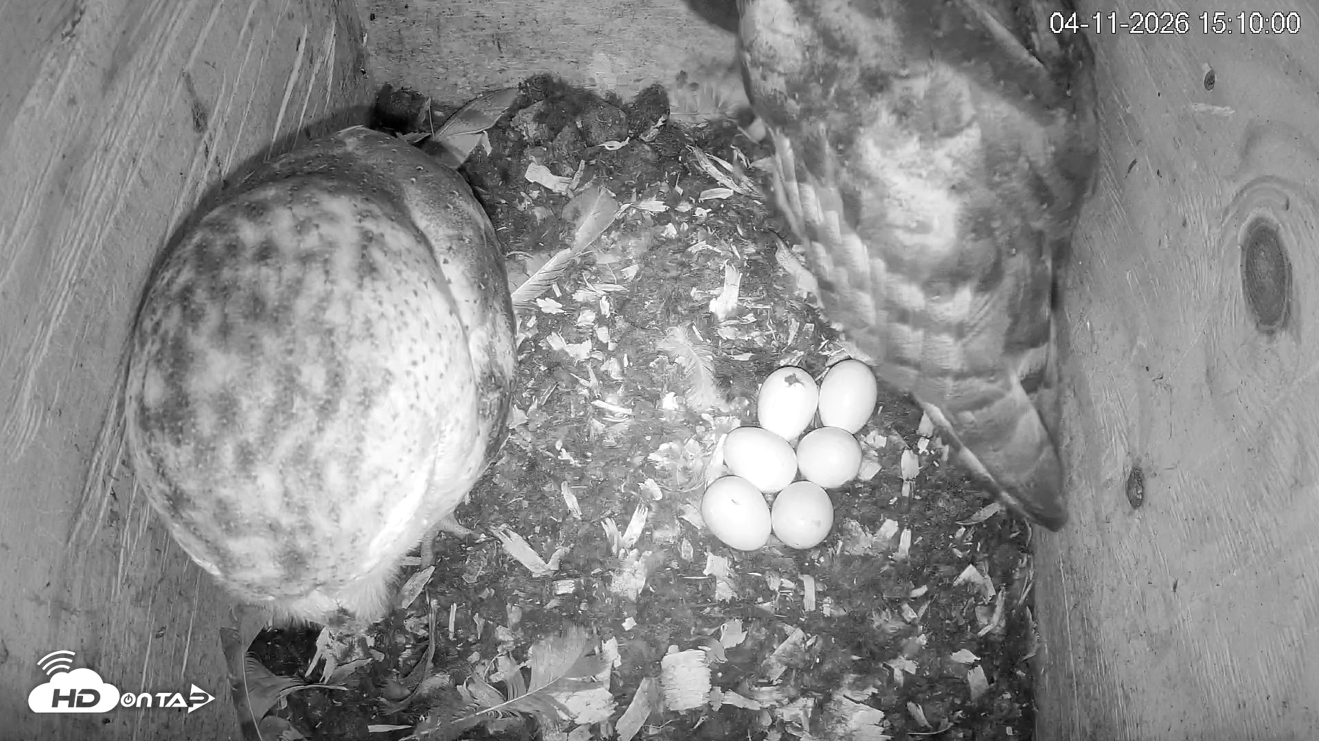 Snapshot of North Carolina Barn Owls Live Cam taken Apr 11, 2026, 3:10pm EDT