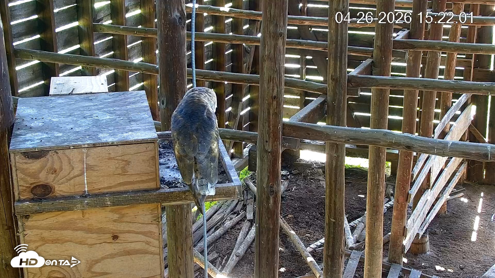 Snapshot of North Carolina Barn Owls Live Cam taken Apr 26, 2026, 3:22pm EDT