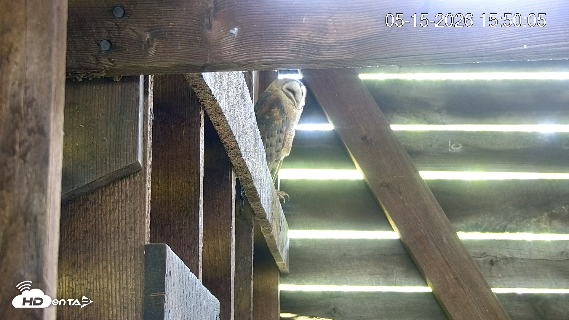 Snapshot of North Carolina Barn Owls Live Cam taken May 15, 2026, 3:50pm EDT
