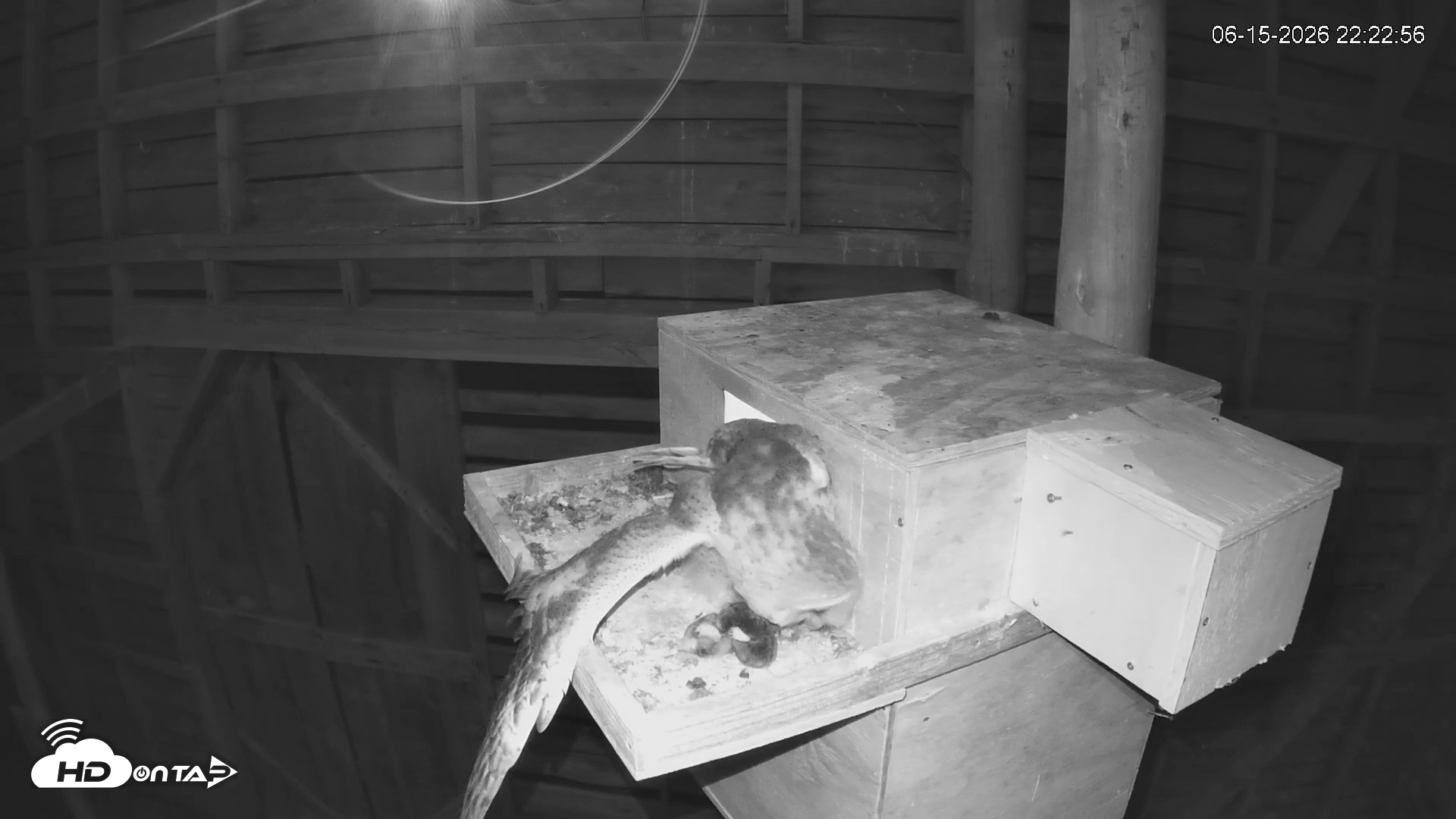 Snapshot of North Carolina Barn Owls Live Cam taken Jun 15, 2026, 10:23pm EDT