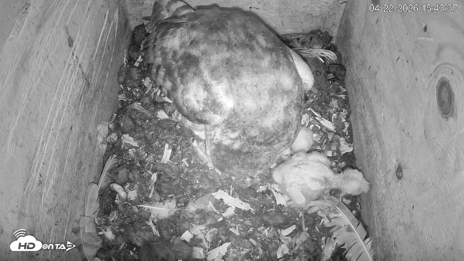 Snapshot of North Carolina Barn Owls Live Cam taken Apr 22, 2026, 3:44pm EDT