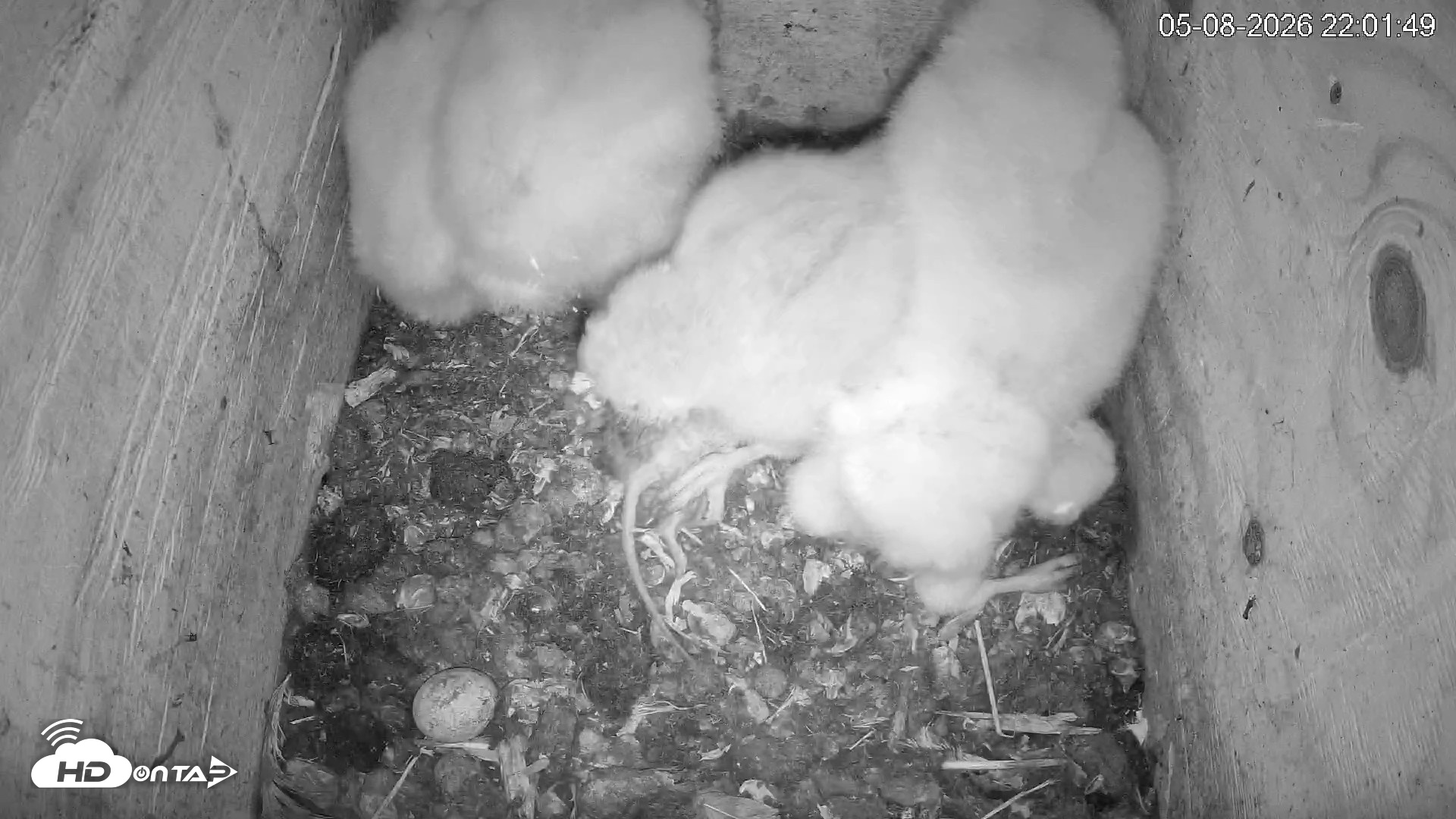 Snapshot of North Carolina Barn Owls Live Cam taken May 8, 2026, 10:02pm EDT