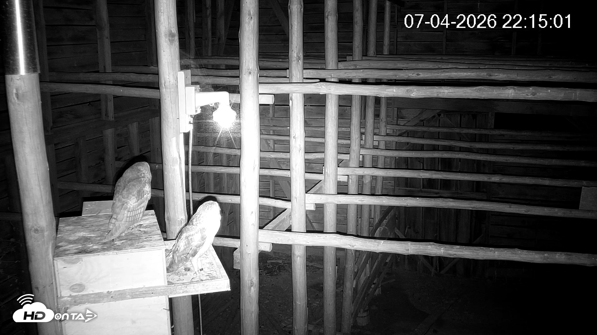 Snapshot of North Carolina Barn Owls Live Cam taken Jul 4, 2026, 10:15pm EDT