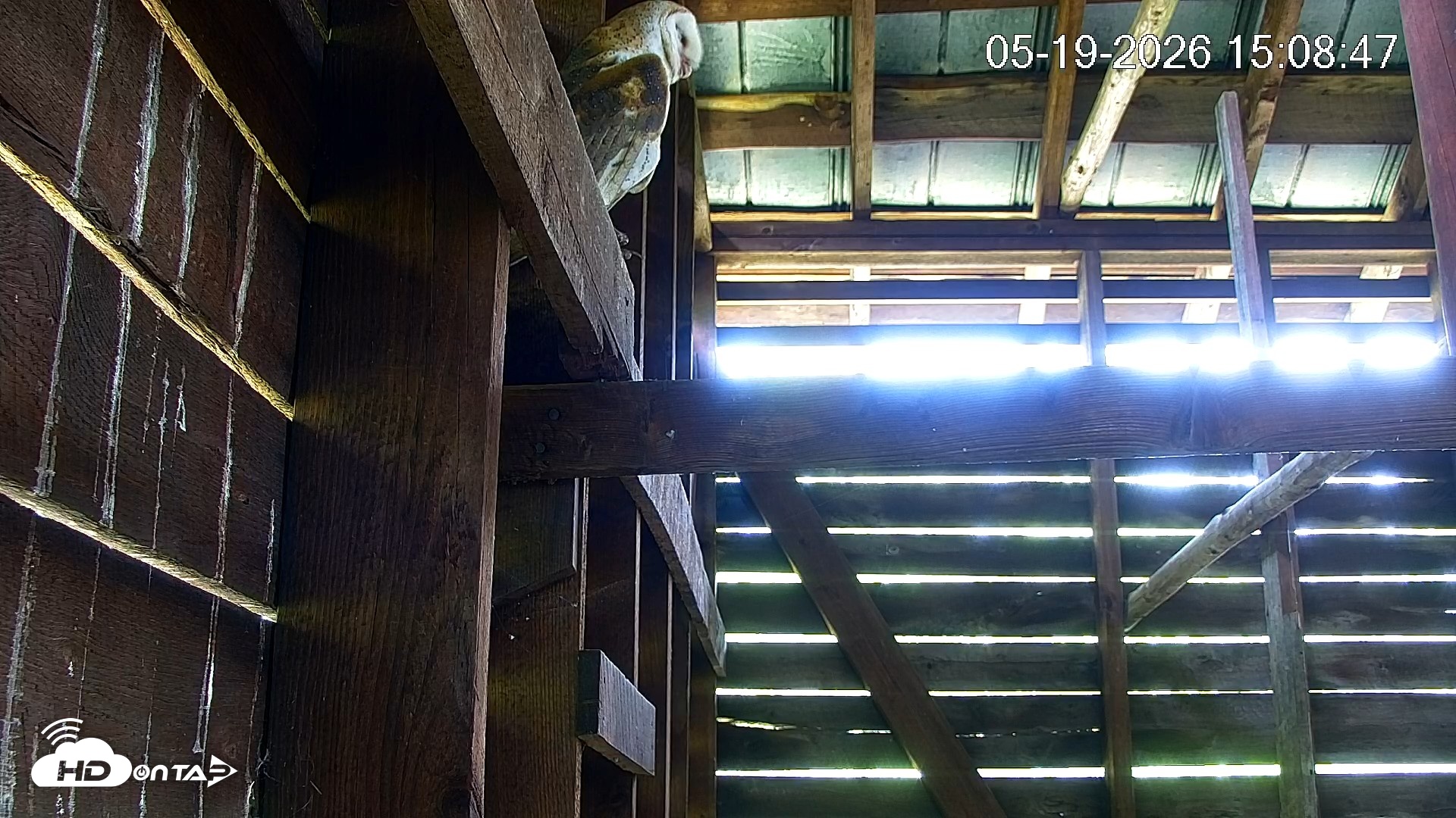 Snapshot of North Carolina Barn Owls Live Cam taken May 19, 2026, 3:09pm EDT