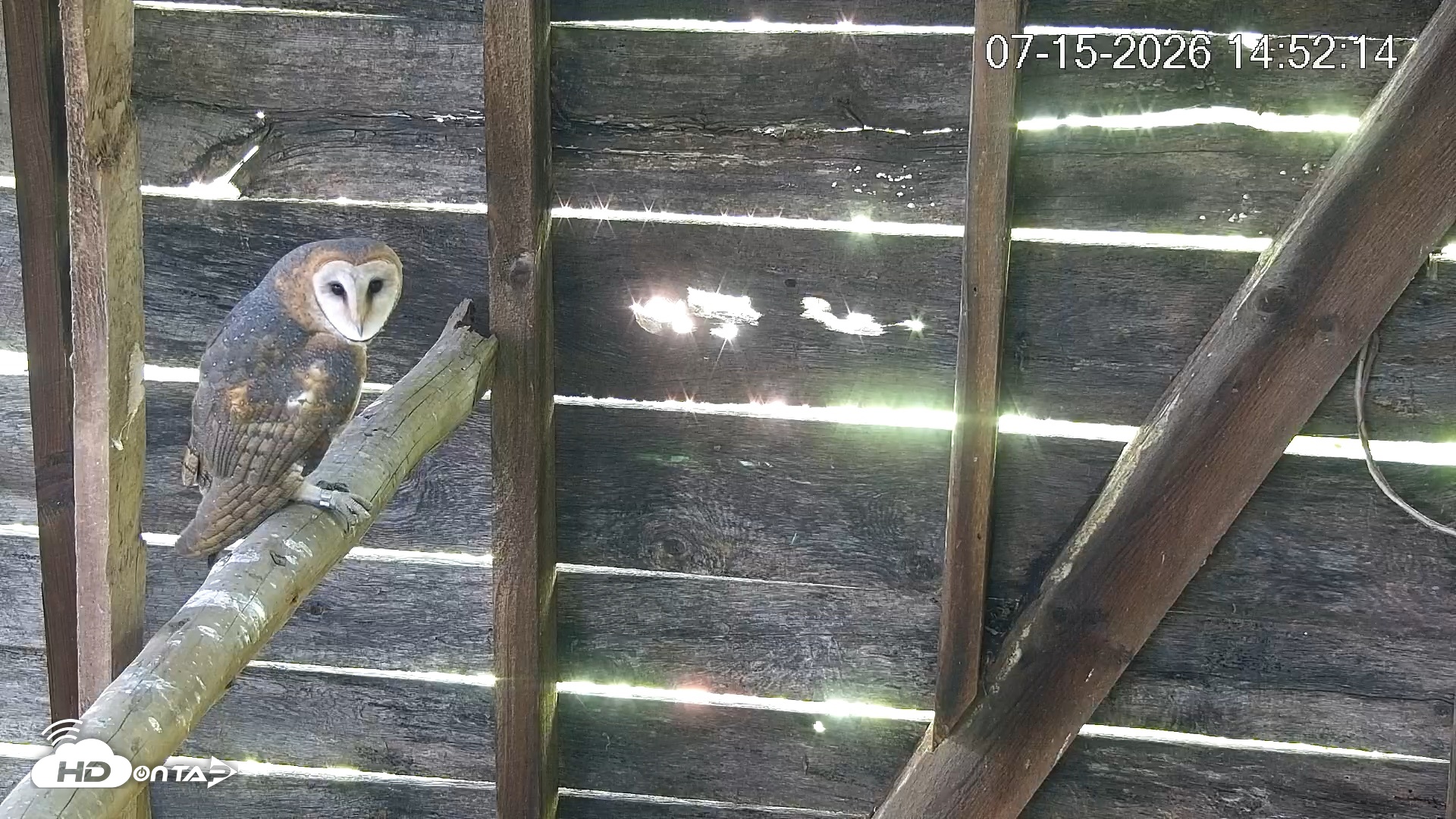 Snapshot of North Carolina Barn Owls Live Cam taken Jul 15, 2026, 2:52pm EDT