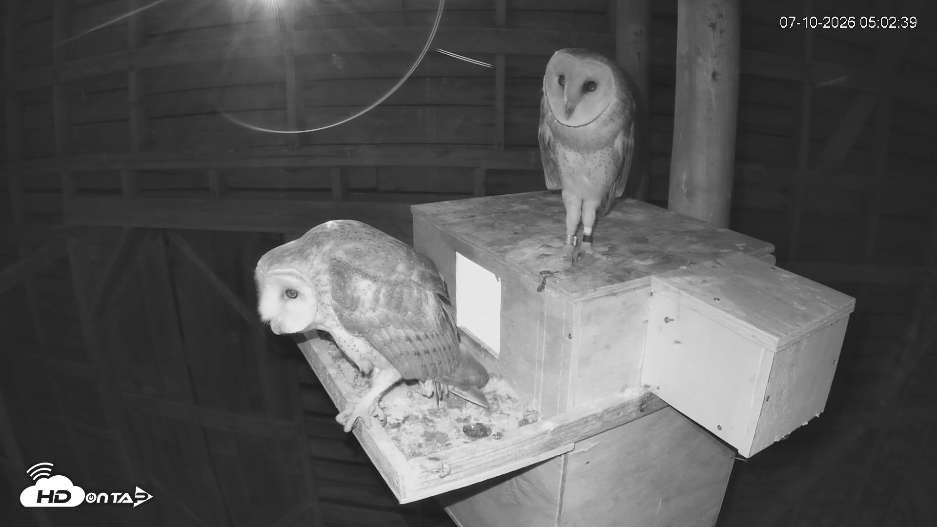 Snapshot of North Carolina Barn Owls Live Cam taken Jul 10, 2026, 5:03am EDT