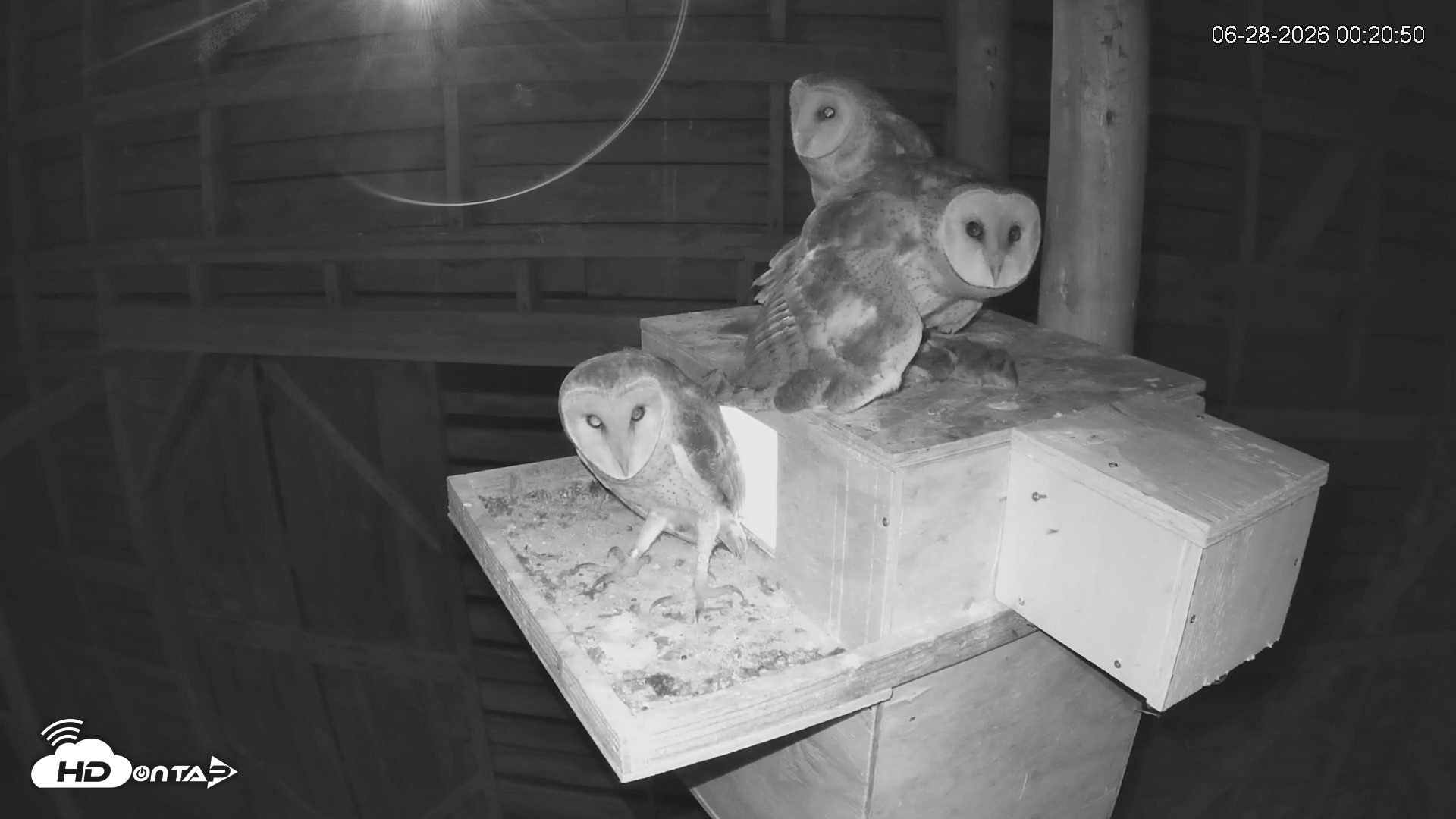 Snapshot of North Carolina Barn Owls Live Cam taken Jun 28, 2026, 12:21am EDT