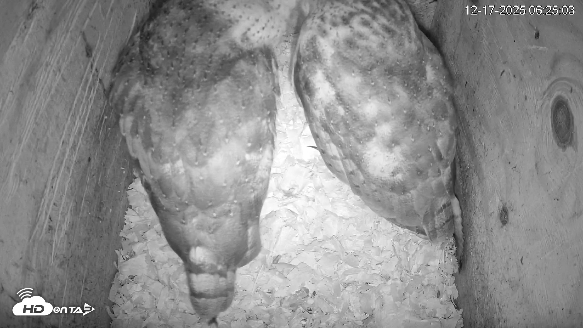 Snapshot of North Carolina Barn Owls Live Cam taken Dec 17, 2025, 6:26am EST