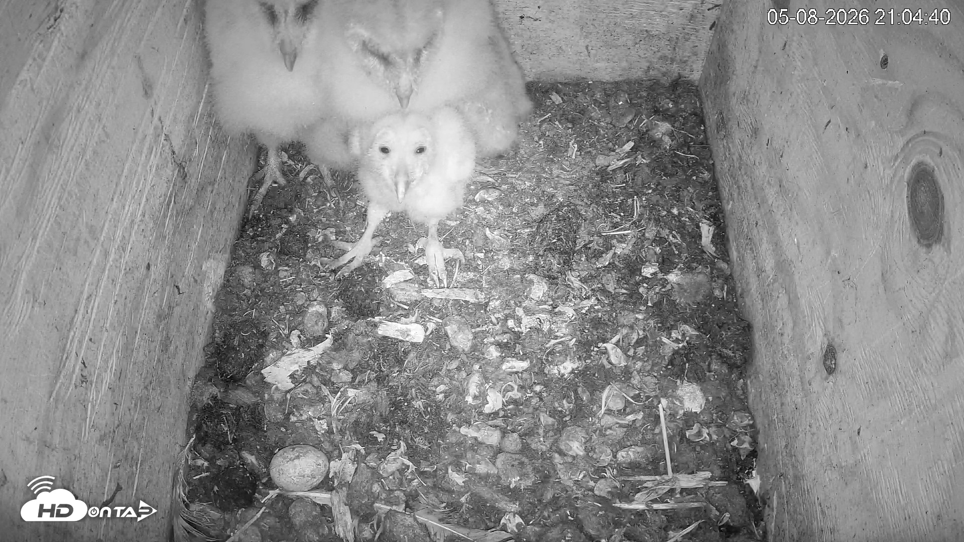 Snapshot of North Carolina Barn Owls Live Cam taken May 8, 2026, 9:05pm EDT