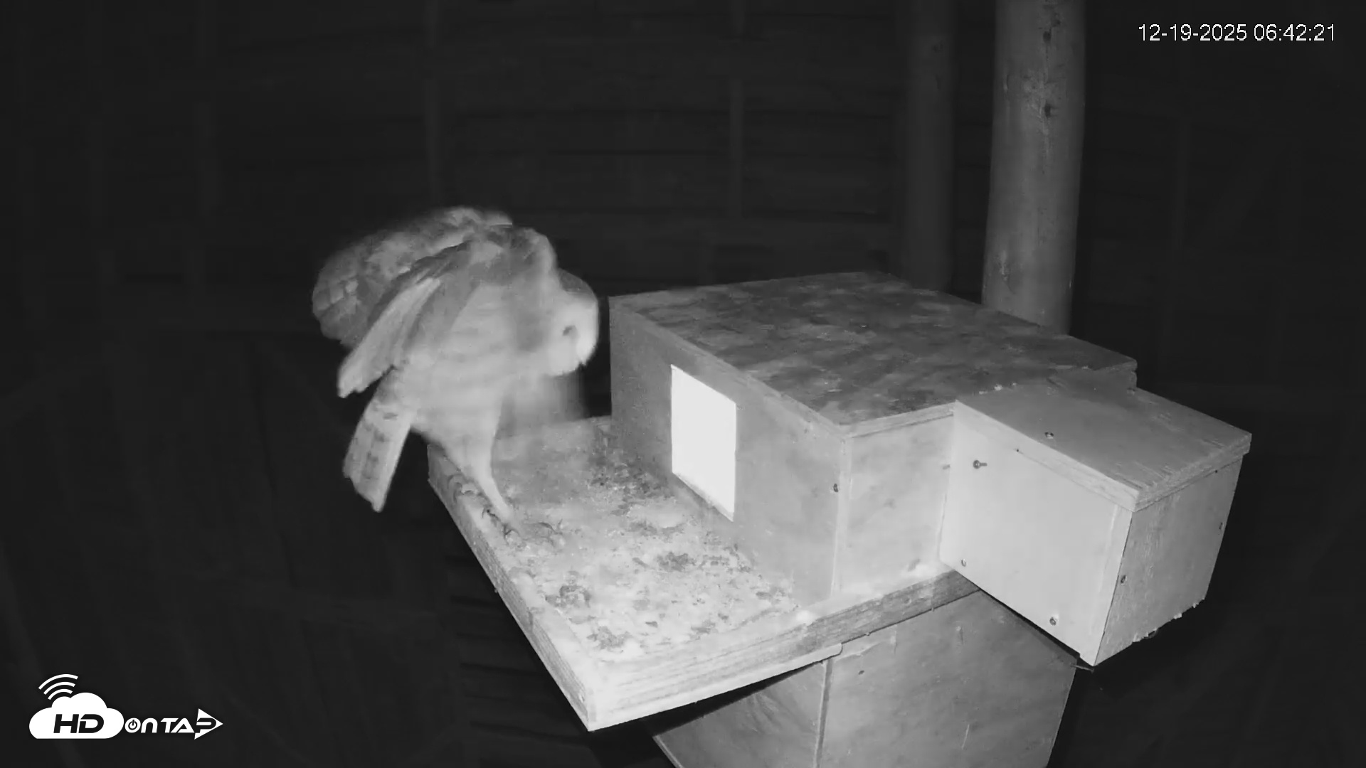 Snapshot of North Carolina Barn Owls Live Cam taken Dec 19, 2025, 6:43am EST
