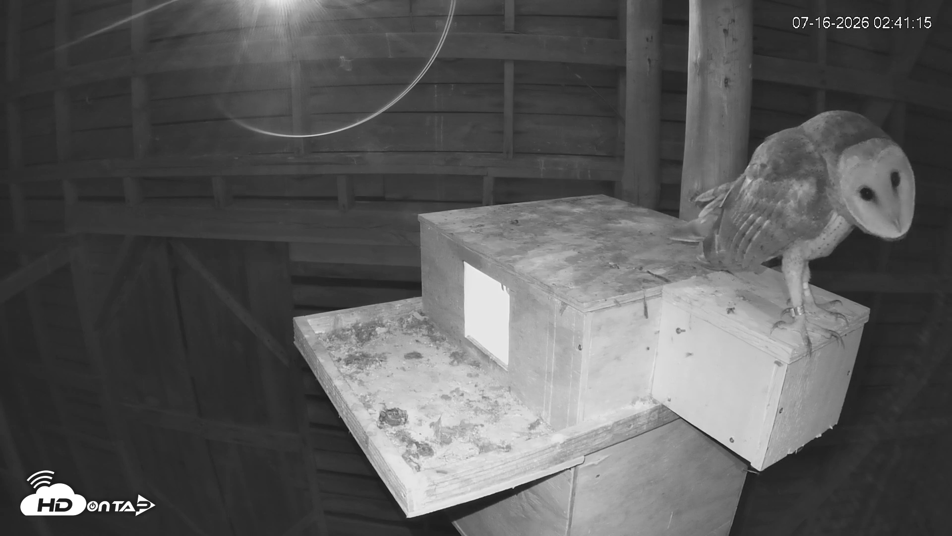Snapshot of North Carolina Barn Owls Live Cam taken Jul 16, 2026, 2:41am EDT