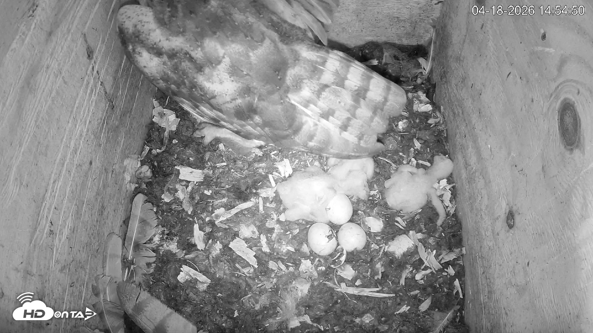 Snapshot of North Carolina Barn Owls Live Cam taken Apr 18, 2026, 2:55pm EDT