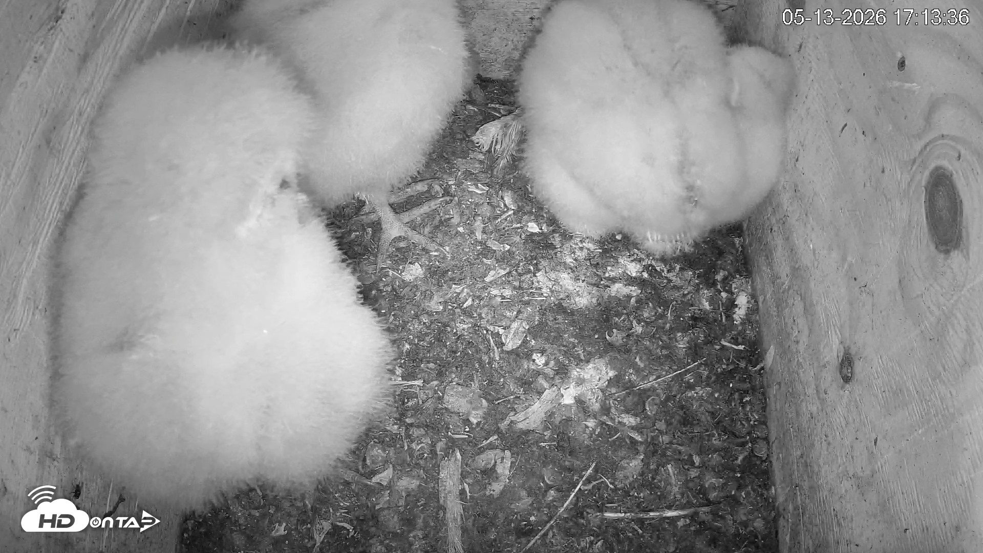 Snapshot of North Carolina Barn Owls Live Cam taken May 13, 2026, 5:14pm EDT