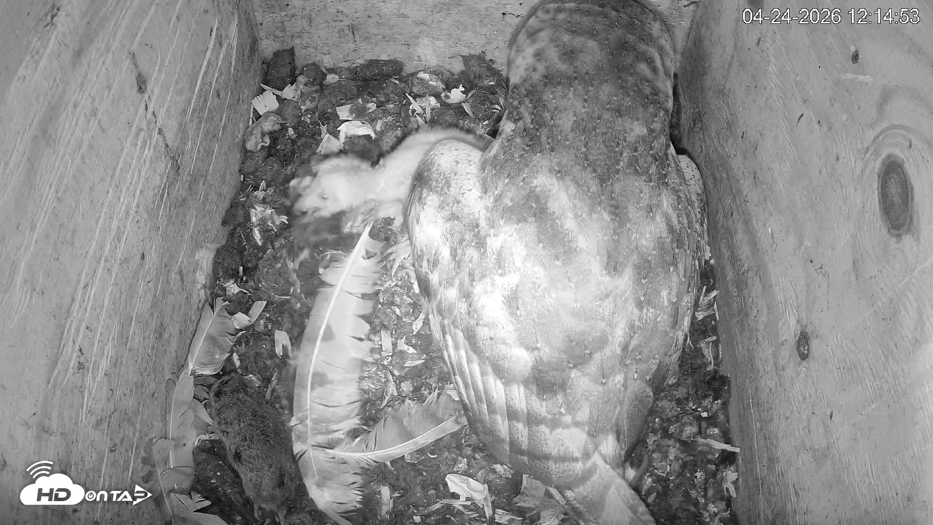 Snapshot of North Carolina Barn Owls Live Cam taken Apr 24, 2026, 12:15pm EDT
