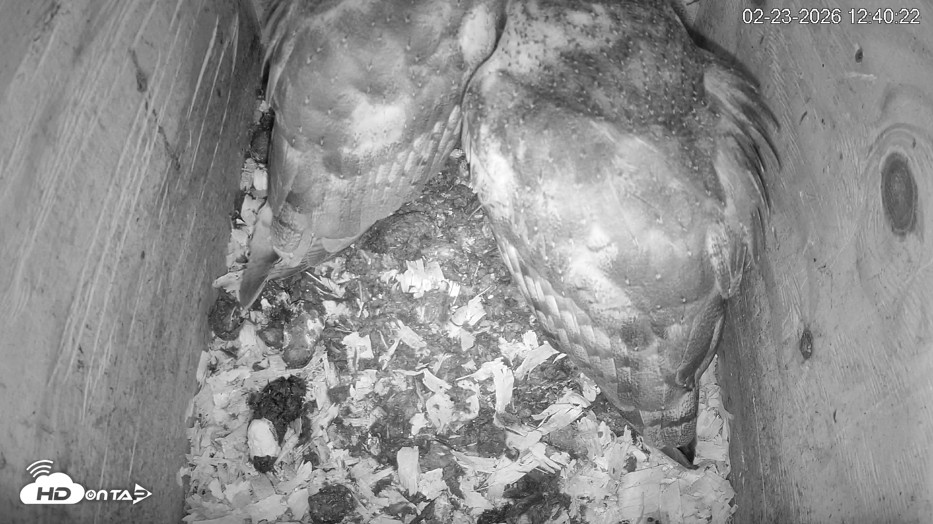 Snapshot of North Carolina Barn Owls Live Cam taken Feb 23, 2026, 12:40pm EST