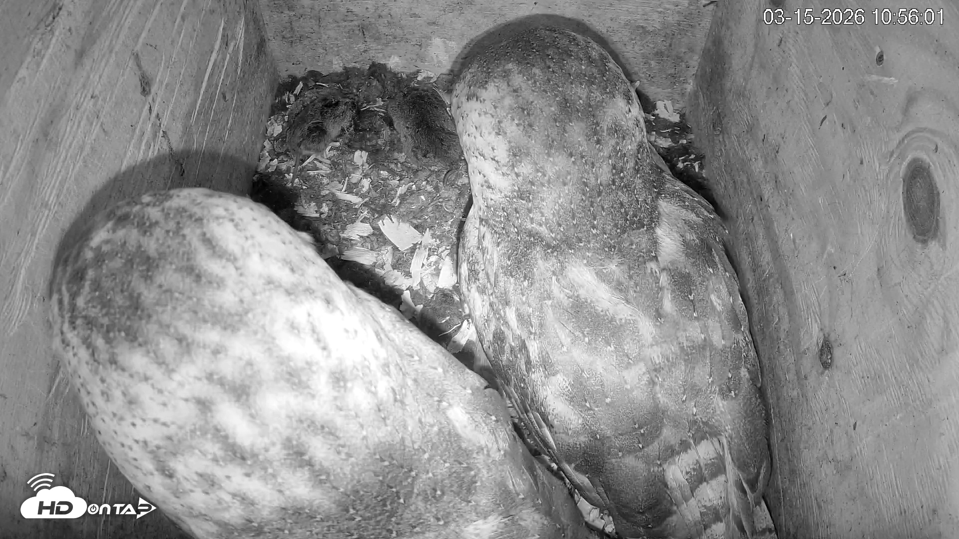 Snapshot of North Carolina Barn Owls Live Cam taken Mar 15, 2026, 10:56am EDT