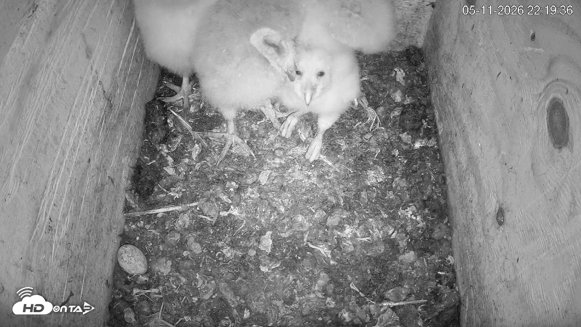 Snapshot of North Carolina Barn Owls Live Cam taken May 11, 2026, 10:20pm EDT