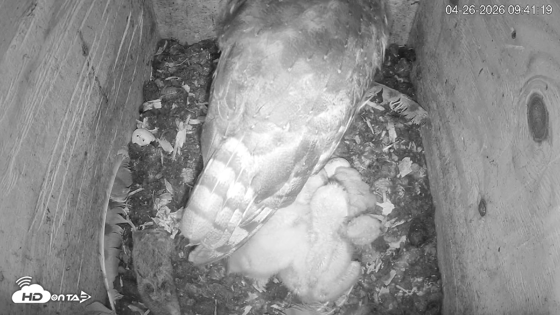 Snapshot of North Carolina Barn Owls Live Cam taken Apr 26, 2026, 9:41am EDT