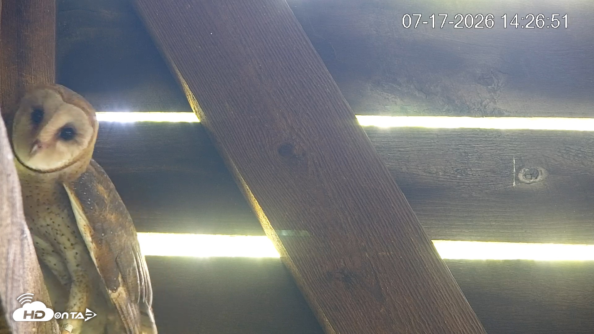 Snapshot of North Carolina Barn Owls Live Cam taken Jul 17, 2026, 2:27pm EDT