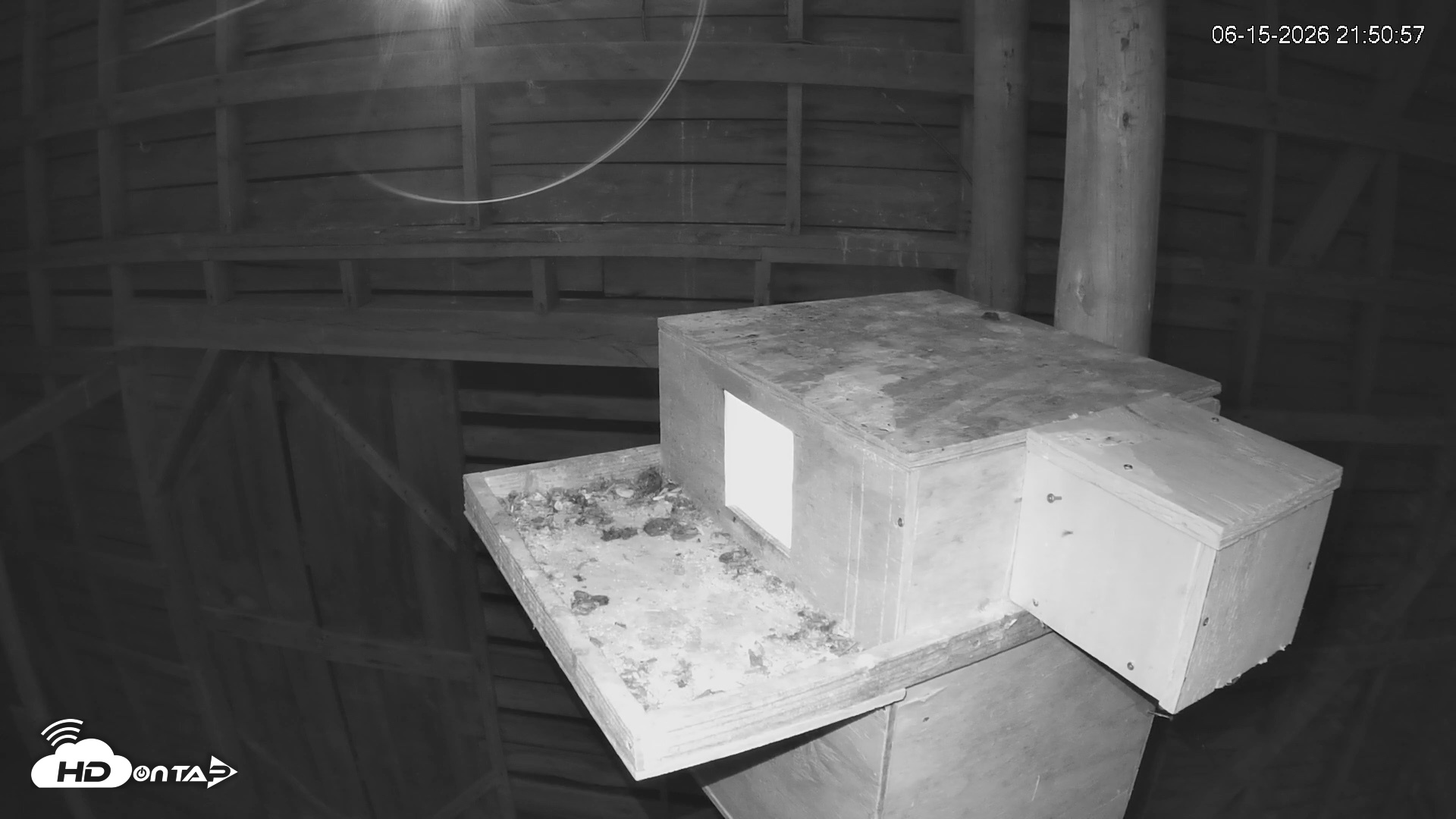 Snapshot of North Carolina Barn Owls Live Cam taken Jun 15, 2026, 9:51pm EDT