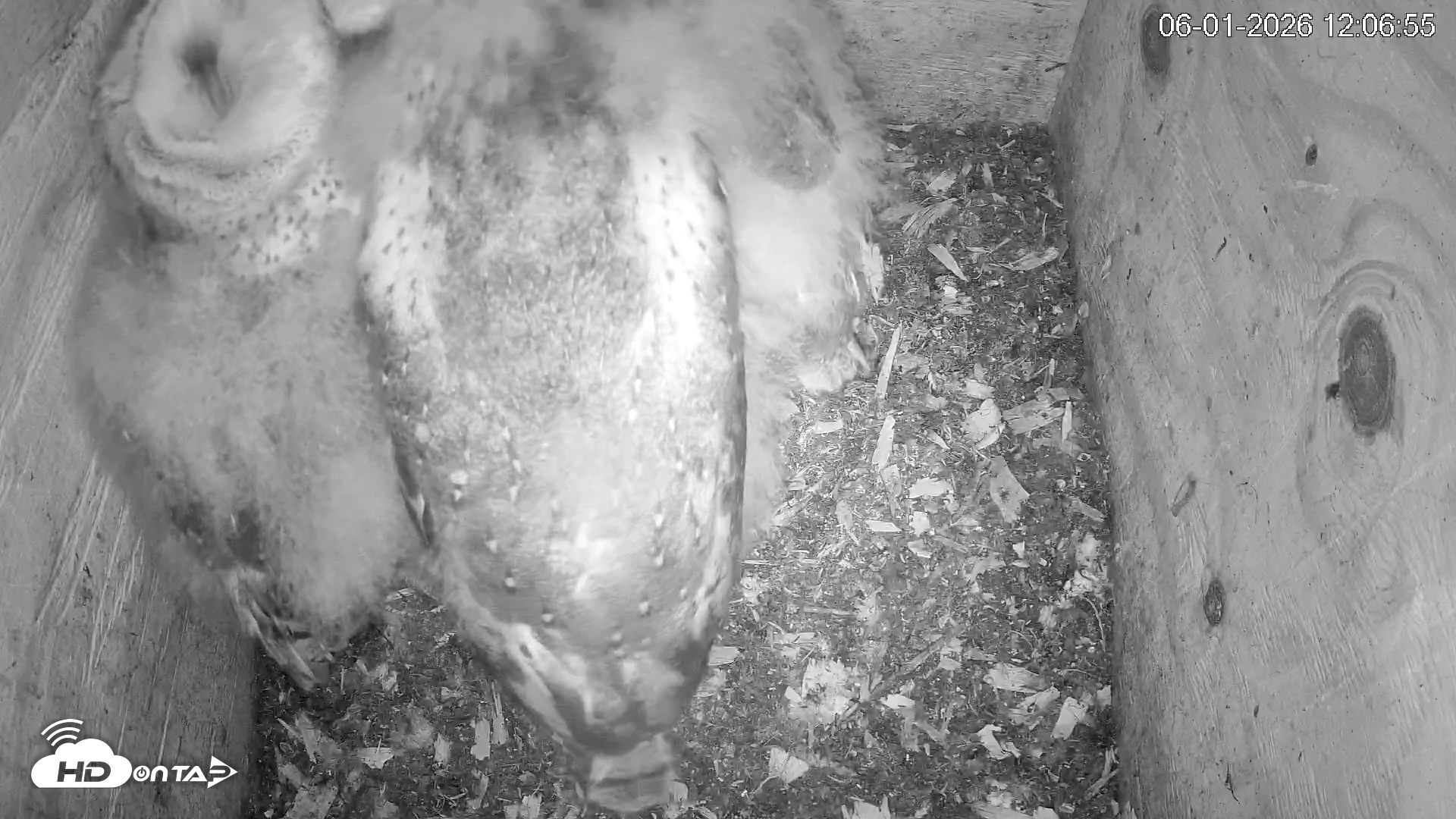 Snapshot of North Carolina Barn Owls Live Cam taken Jun 1, 2026, 12:08pm EDT