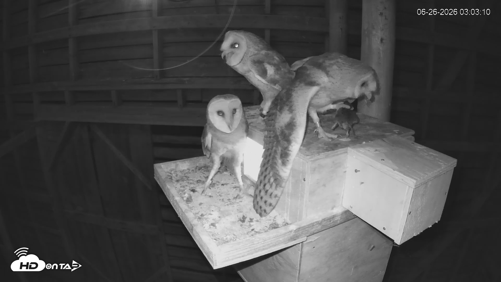 Snapshot of North Carolina Barn Owls Live Cam taken Jun 26, 2026, 3:07am EDT