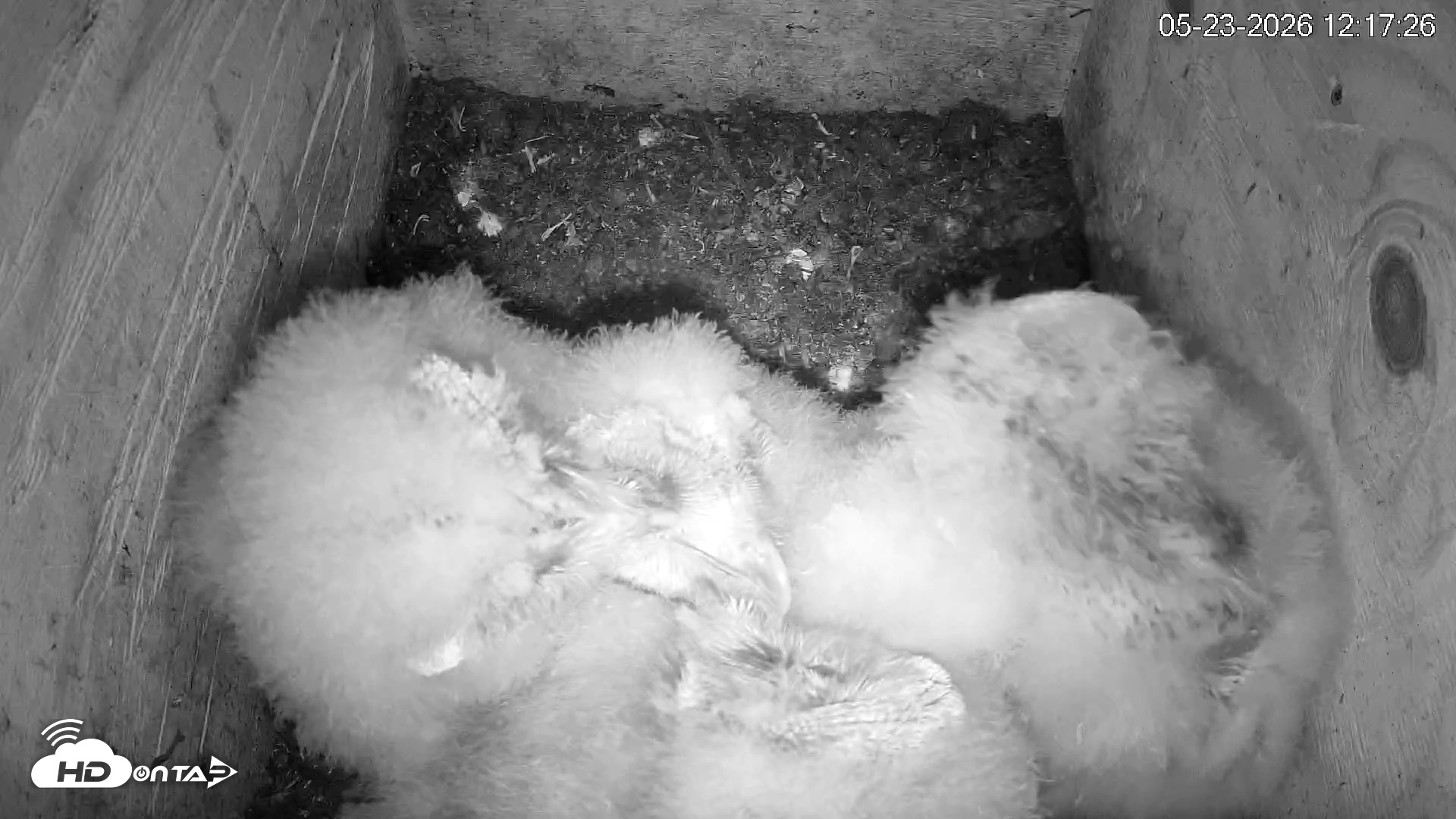 Snapshot of North Carolina Barn Owls Live Cam taken May 23, 2026, 12:19pm EDT