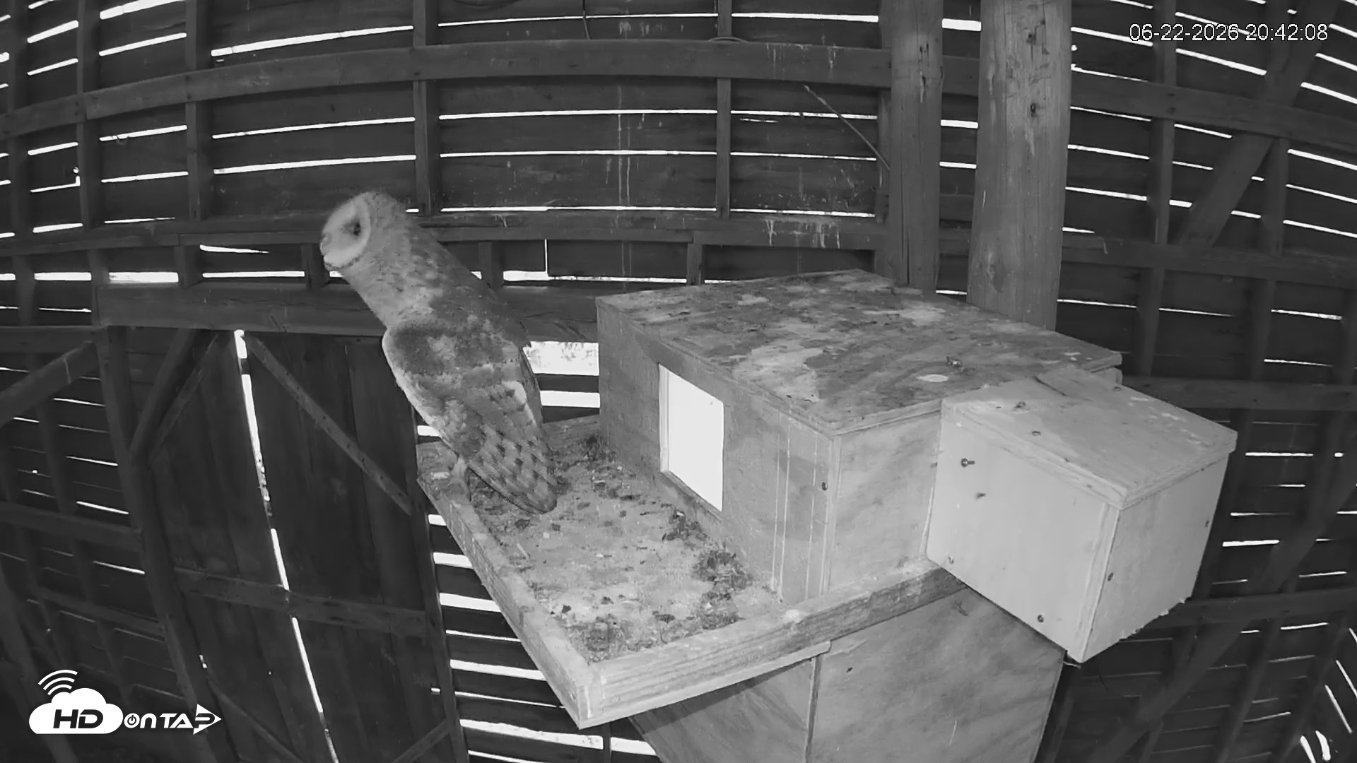 Snapshot of North Carolina Barn Owls Live Cam taken Jun 22, 2026, 8:44pm EDT