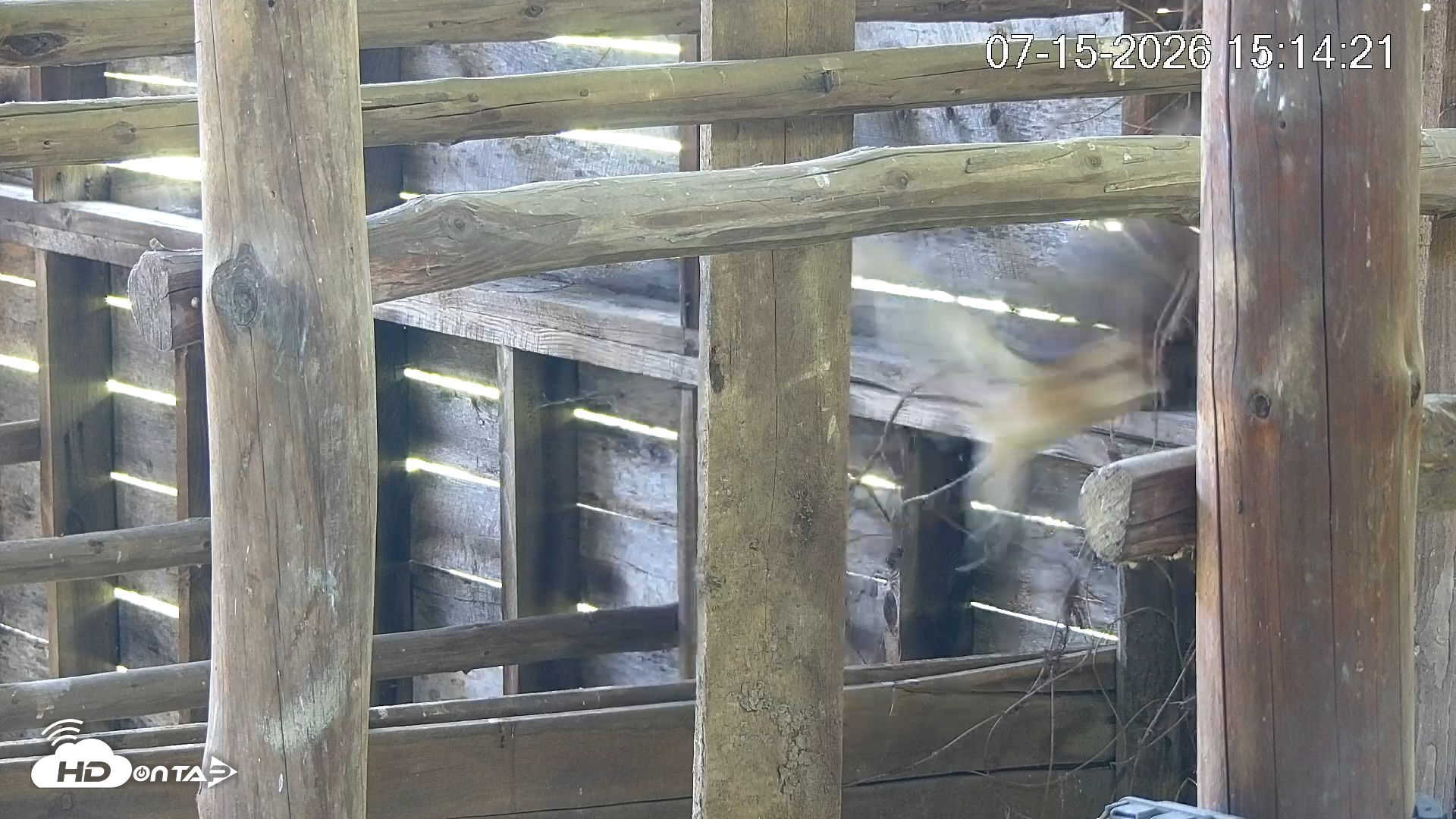 Snapshot of North Carolina Barn Owls Live Cam taken Jul 15, 2026, 3:14pm EDT