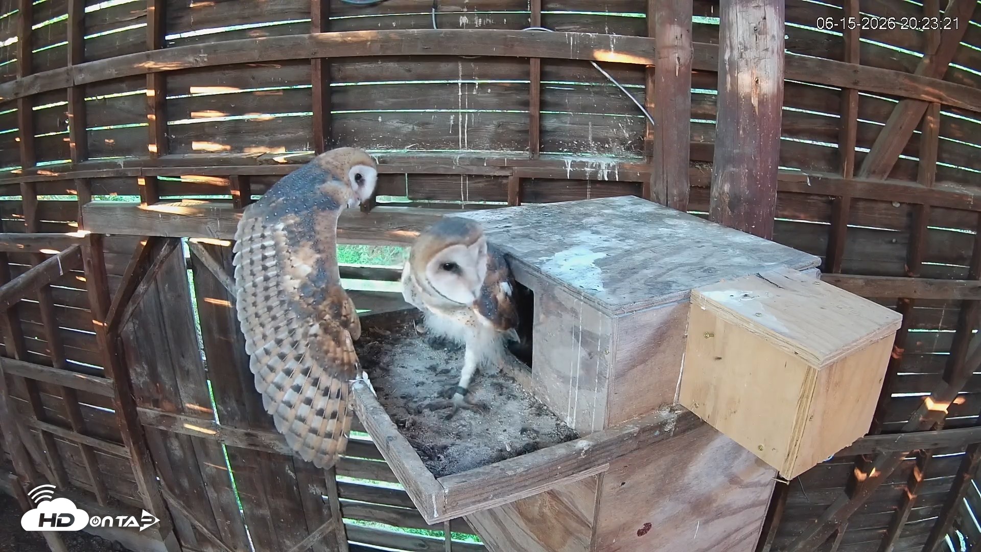 Snapshot of North Carolina Barn Owls Live Cam taken Jun 15, 2026, 8:26pm EDT