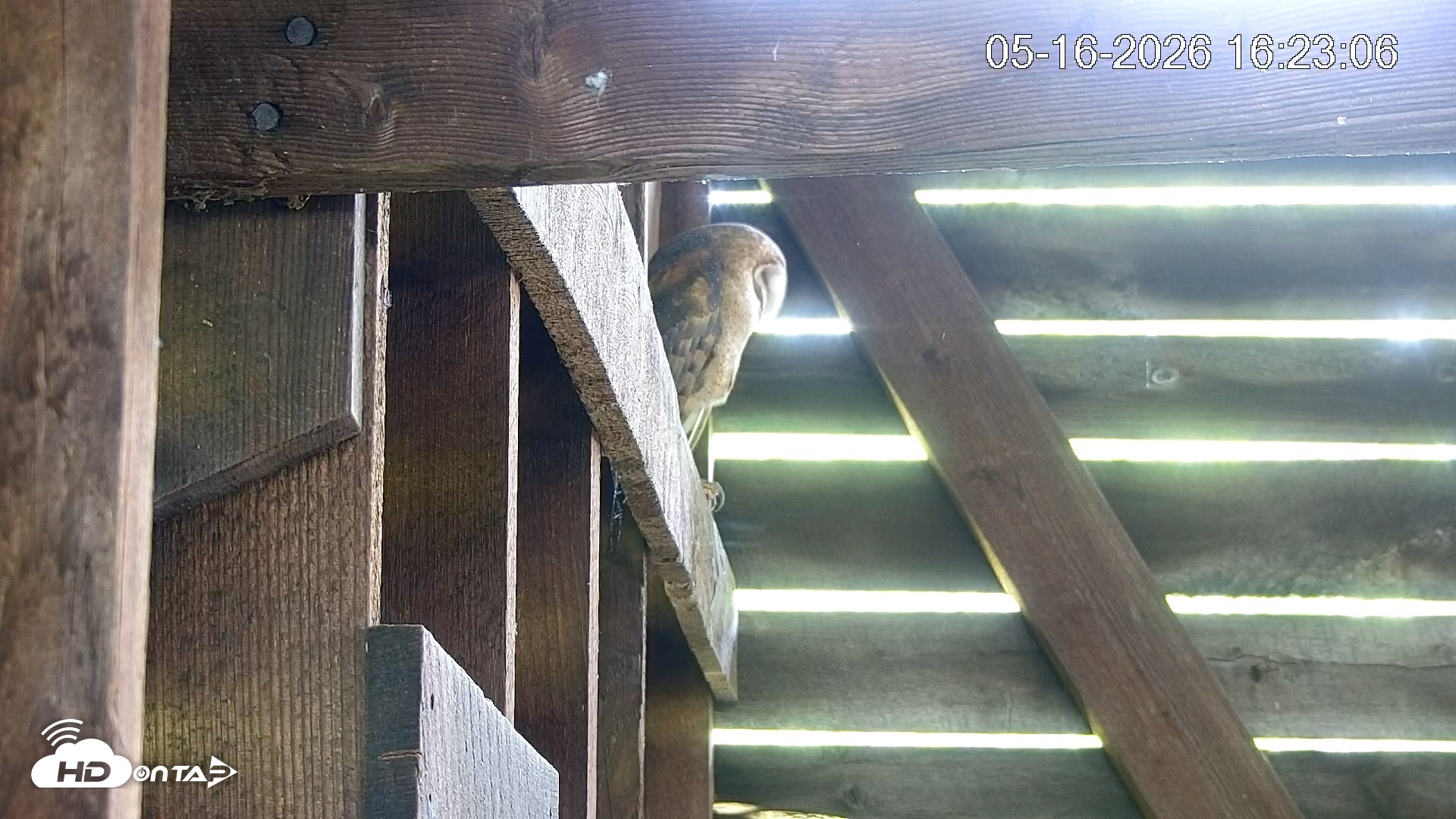 Snapshot of North Carolina Barn Owls Live Cam taken May 16, 2026, 4:23pm EDT