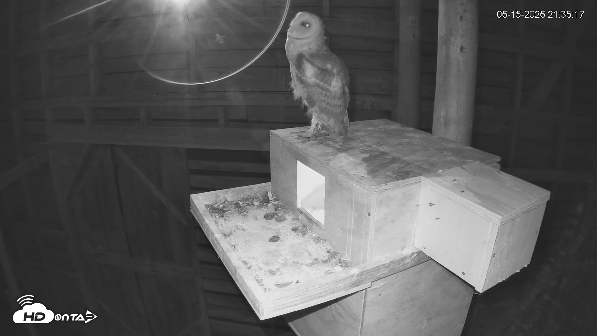 Snapshot of North Carolina Barn Owls Live Cam taken Jun 15, 2026, 9:36pm EDT