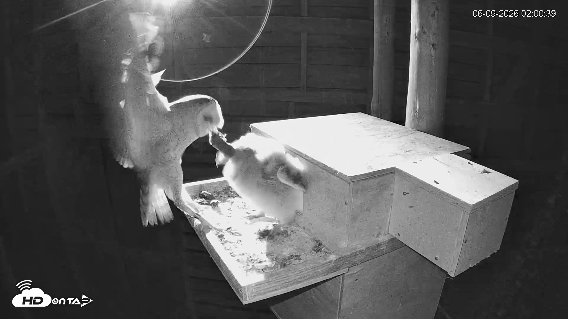 Snapshot of North Carolina Barn Owls Live Cam taken Jun 9, 2026, 2:02am EDT
