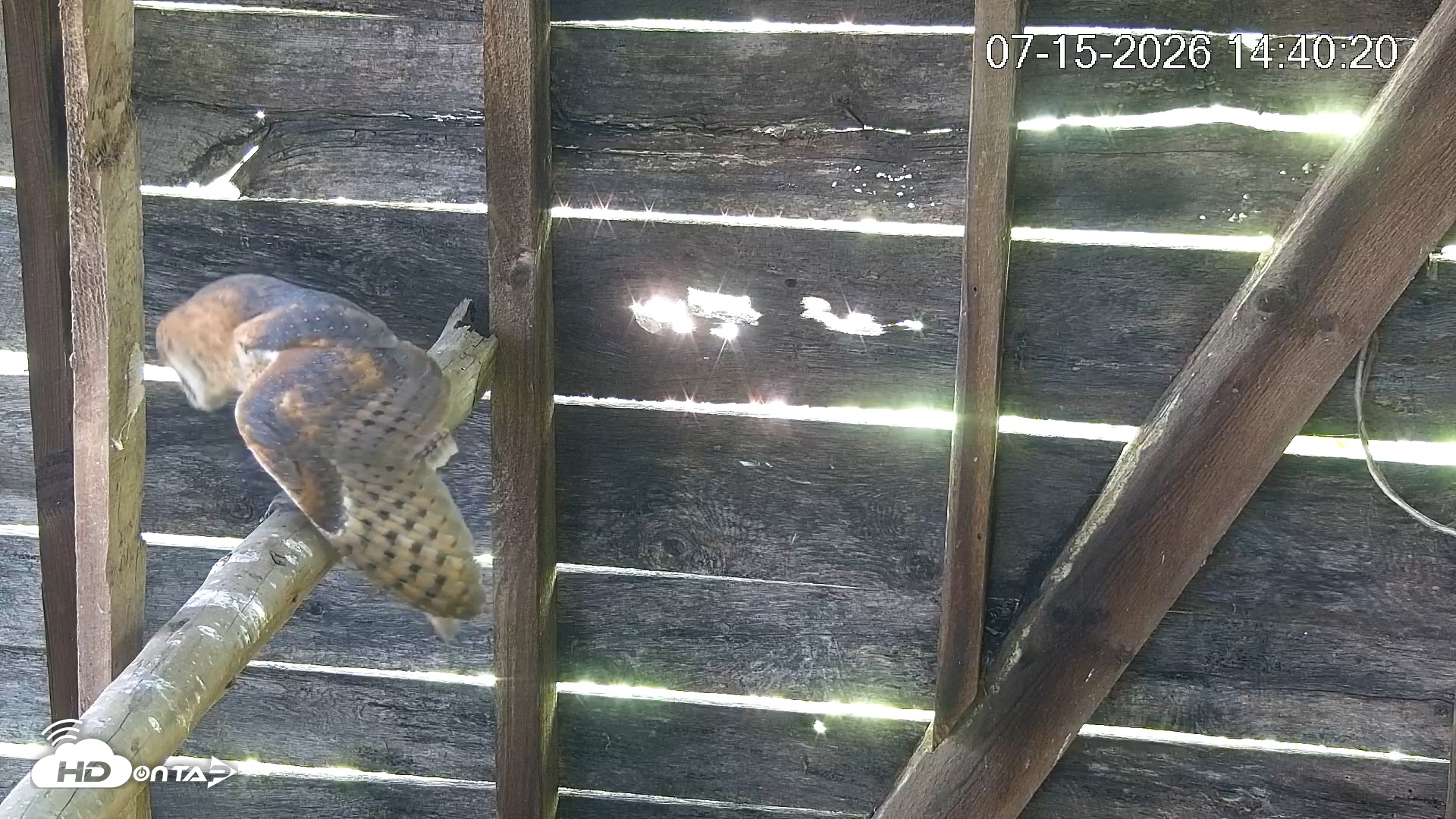 Snapshot of North Carolina Barn Owls Live Cam taken Jul 15, 2026, 2:41pm EDT