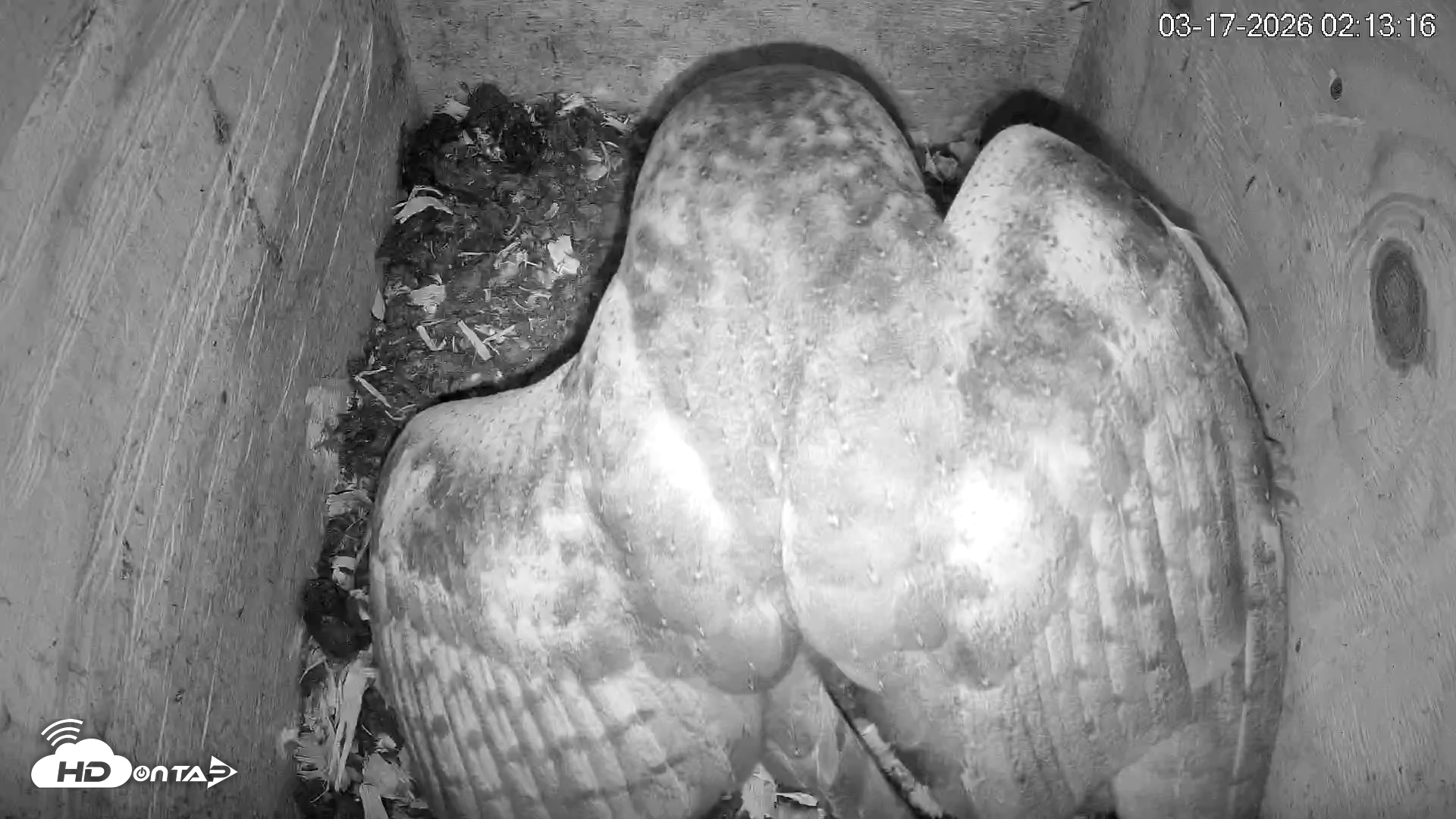 Snapshot of North Carolina Barn Owls Live Cam taken Mar 17, 2026, 2:13am EDT